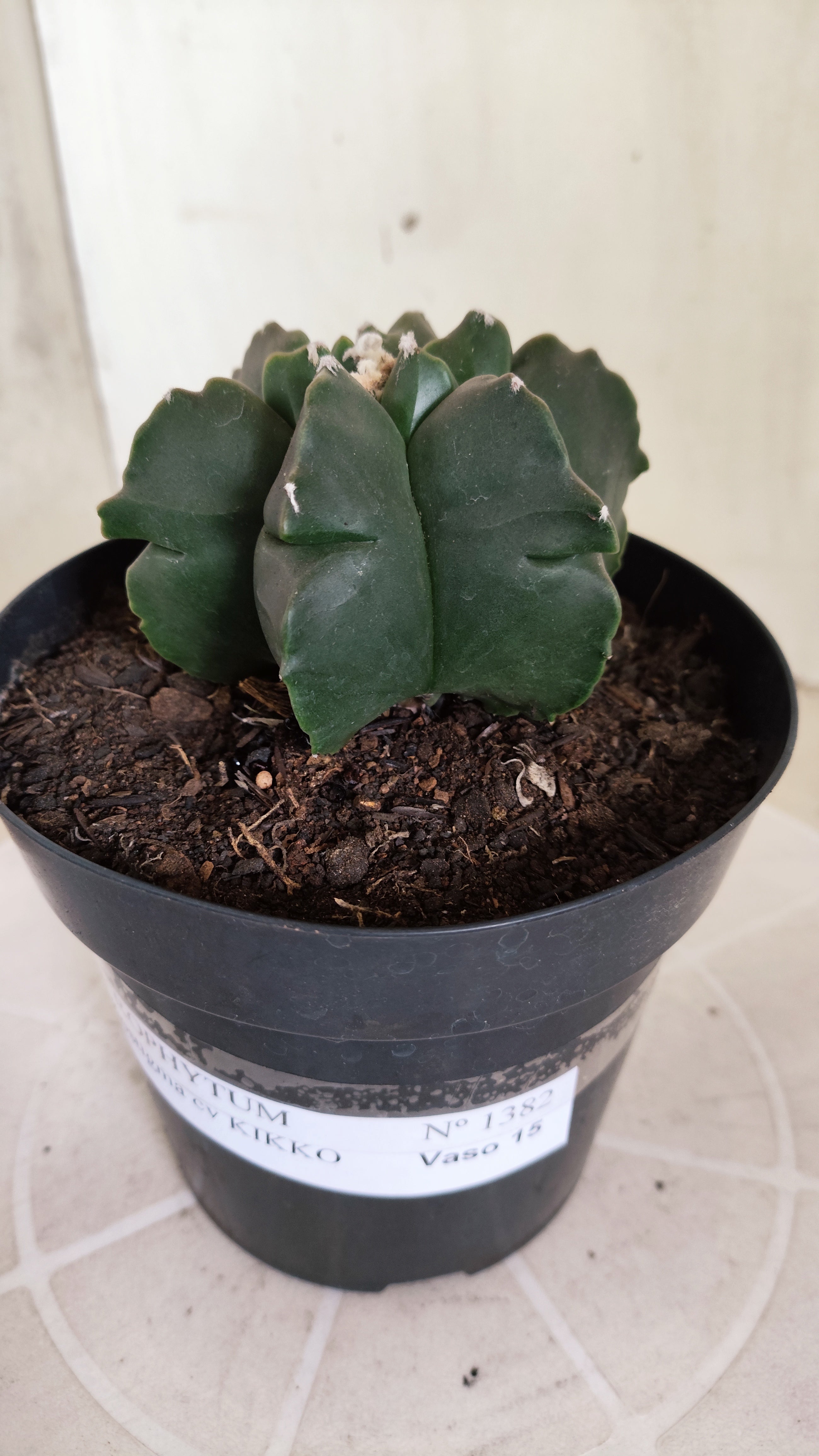 ASTROPHYTUM MYRIOSTIGMA cv KIKKO "Multicostatum - Nudum"  Nº 1382 – vaso 15
