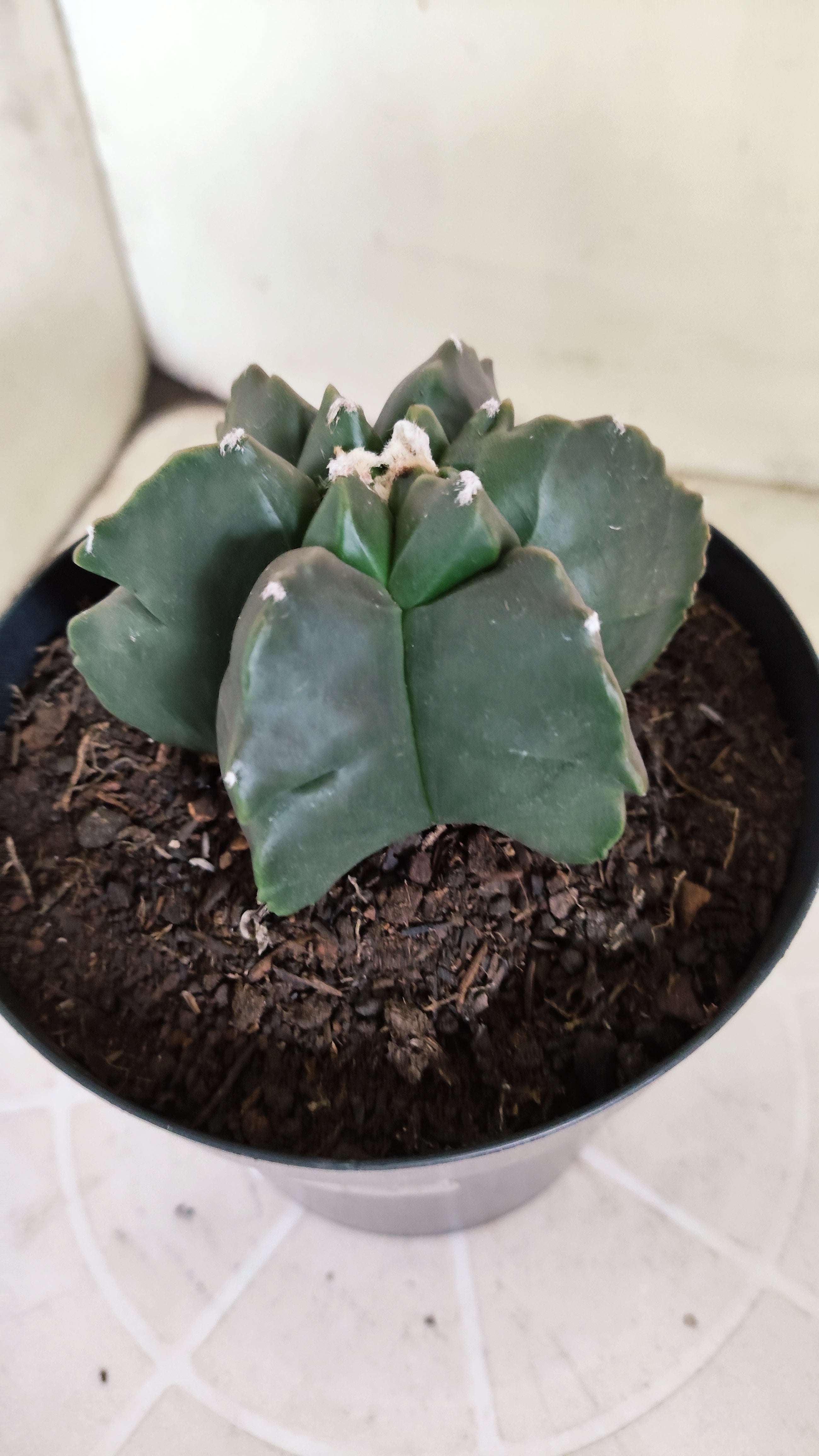 ASTROPHYTUM MYRIOSTIGMA cv KIKKO "Multicostatum - Nudum"  Nº 1382 – vaso 15