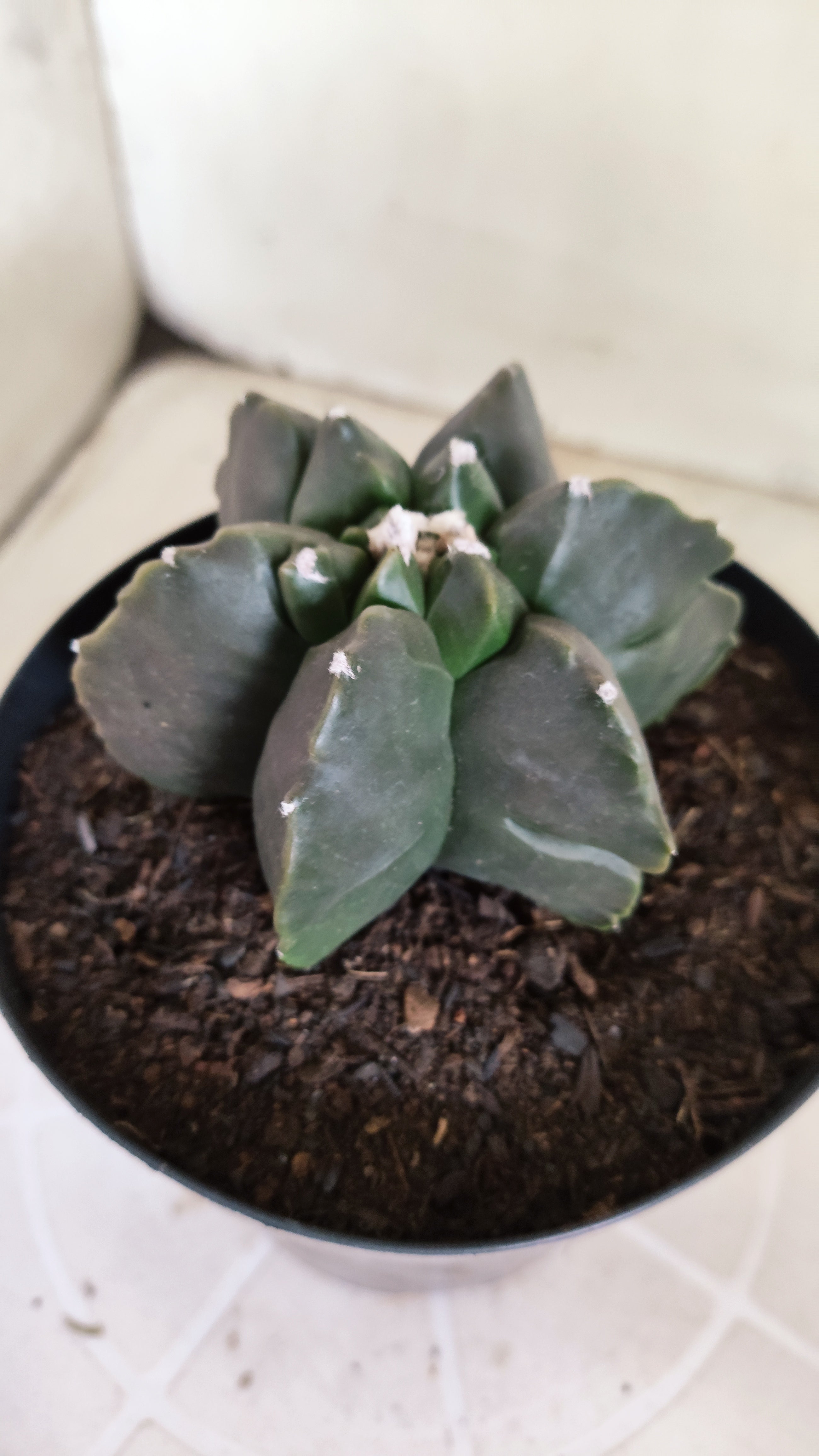 ASTROPHYTUM MYRIOSTIGMA cv KIKKO "Multicostatum - Nudum"  Nº 1382 – vaso 15