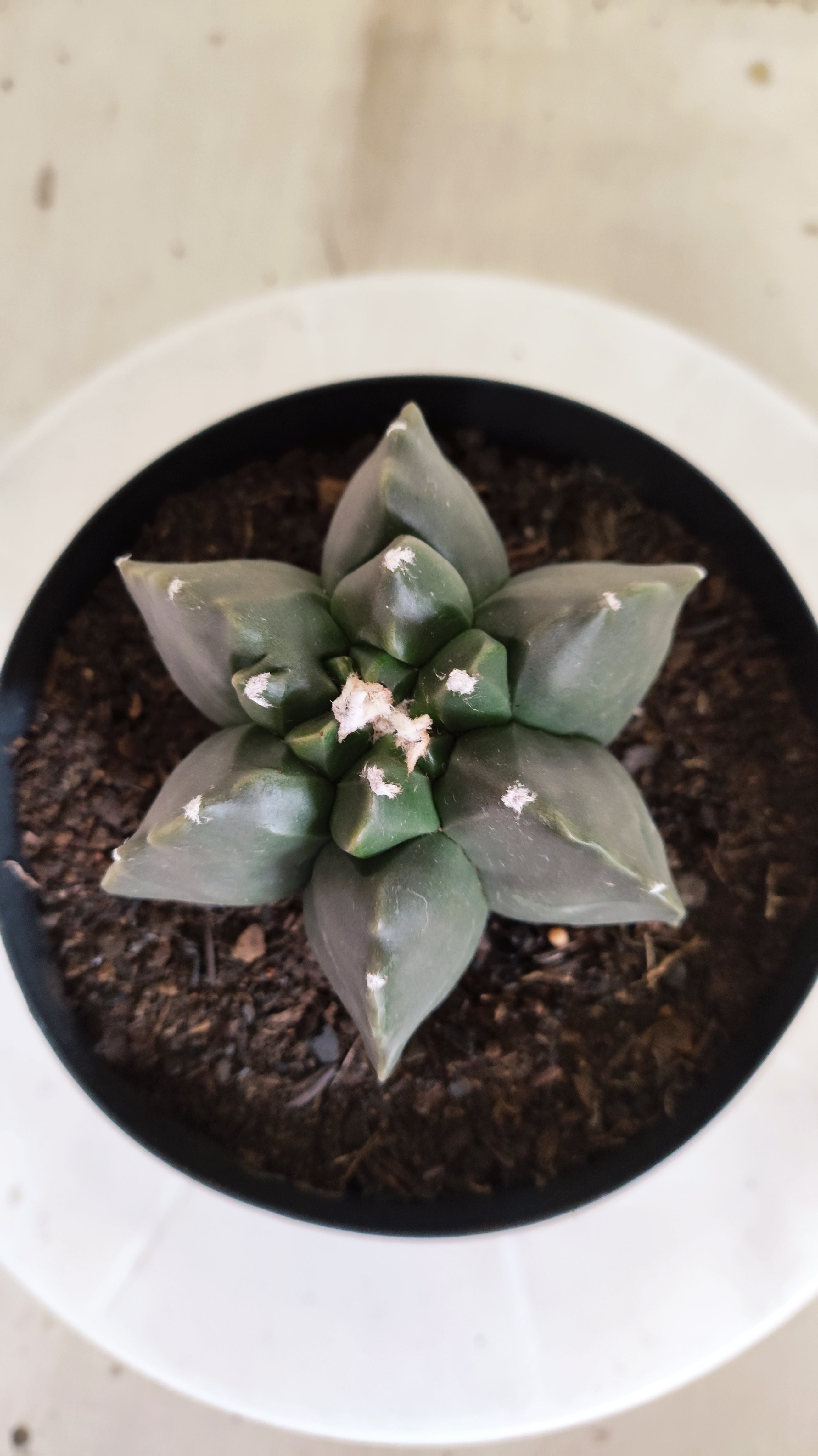 ASTROPHYTUM MYRIOSTIGMA cv KIKKO "Multicostatum - Nudum"  Nº 1382 – vaso 15