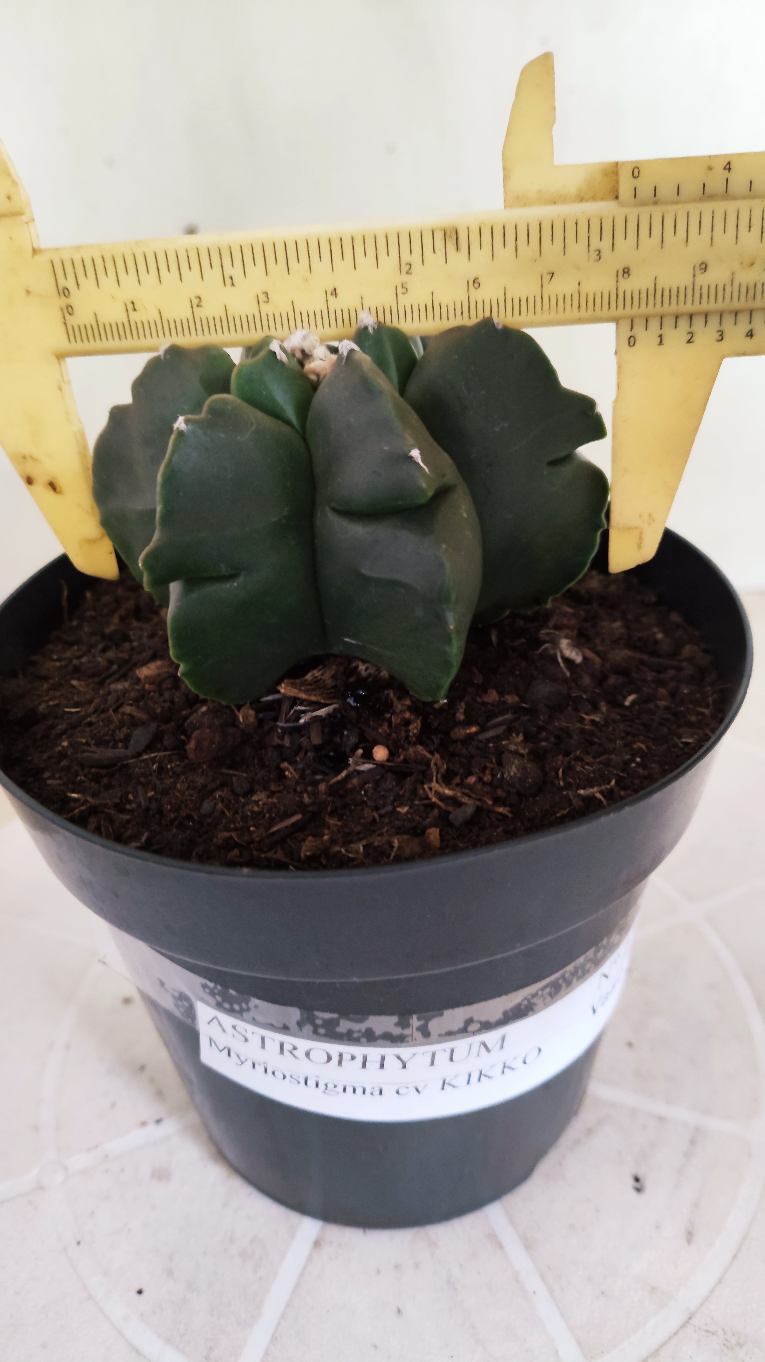 ASTROPHYTUM MYRIOSTIGMA cv KIKKO "Multicostatum - Nudum"  Nº 1382 – vaso 15