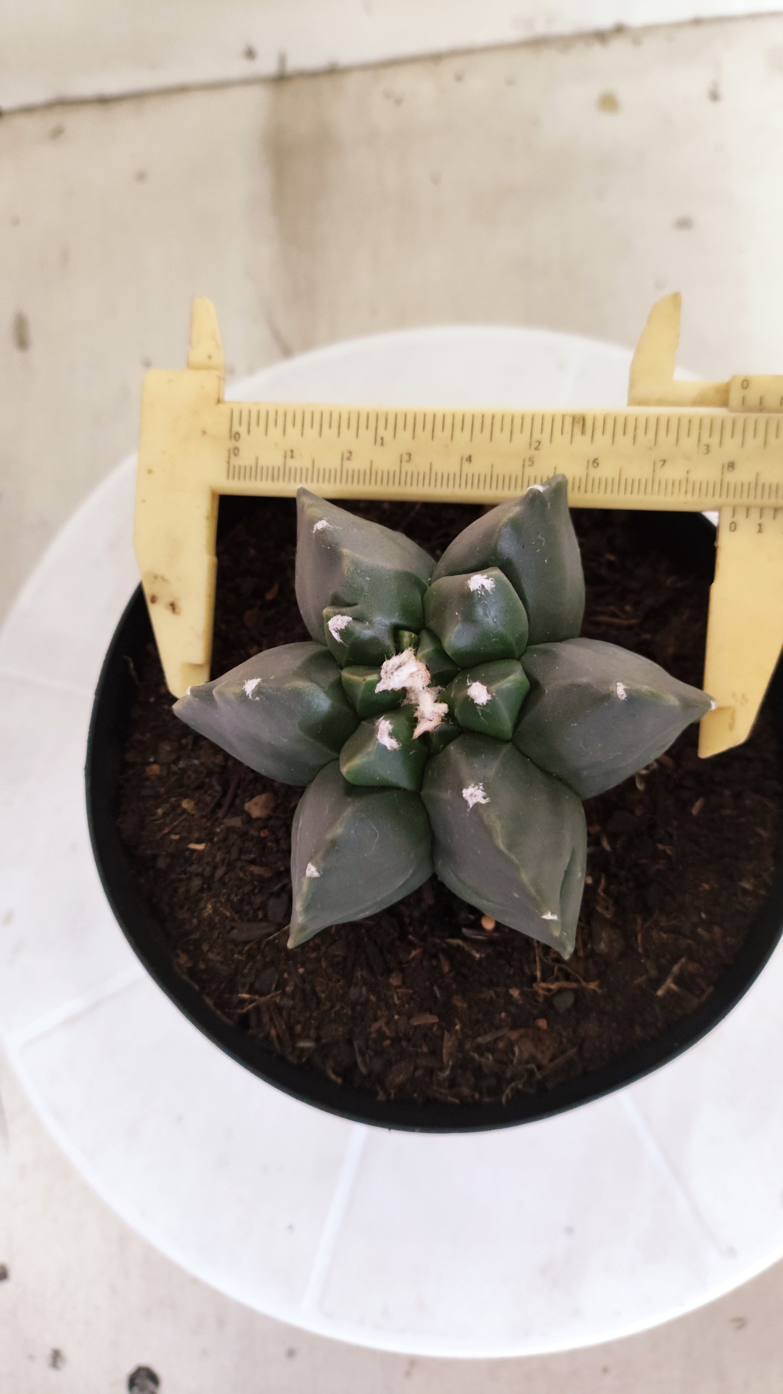ASTROPHYTUM MYRIOSTIGMA cv KIKKO "Multicostatum - Nudum"  Nº 1382 – vaso 15