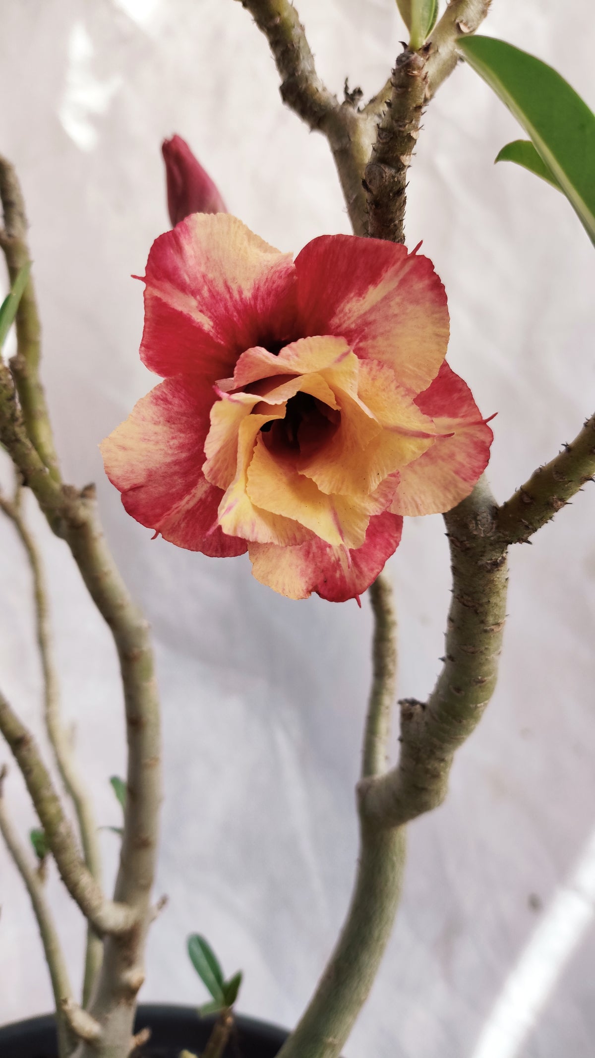 MATRIZ Planta Dobrada 237 –  35cm – 03 anos - Vaso 20