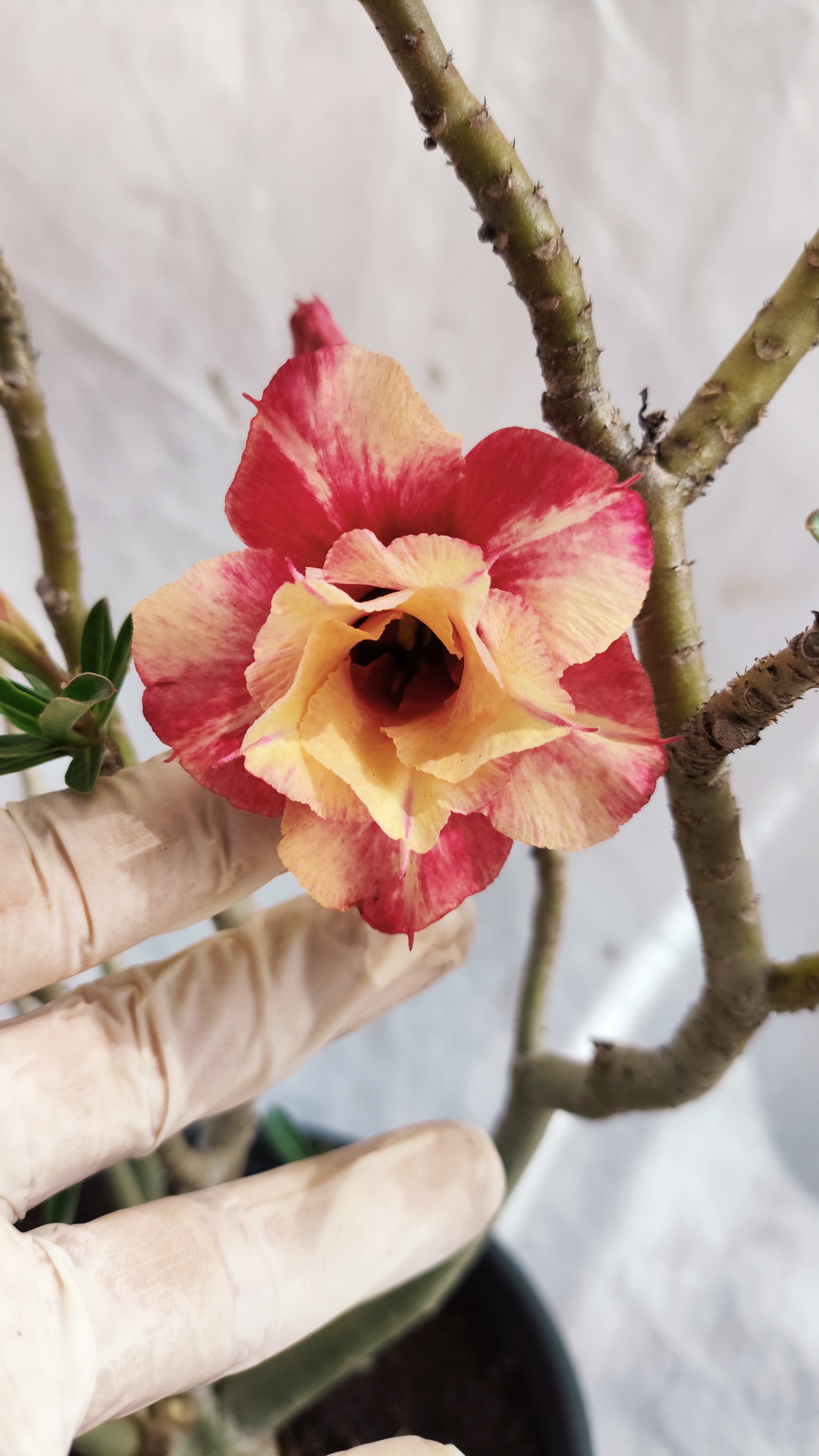 MATRIZ Planta Dobrada 237 –  35cm – 03 anos - Vaso 20