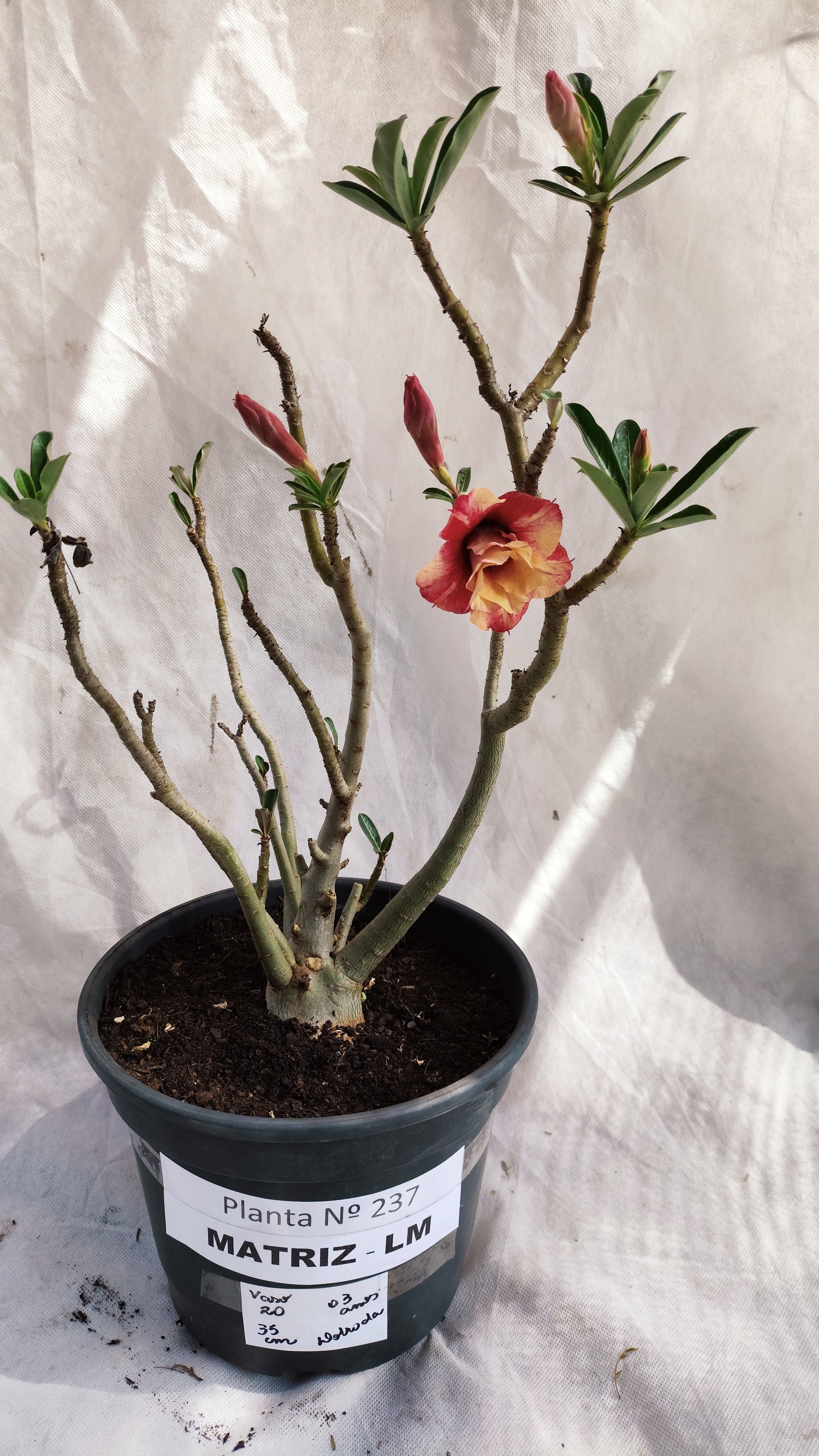MATRIZ Planta Dobrada 237 –  35cm – 03 anos - Vaso 20
