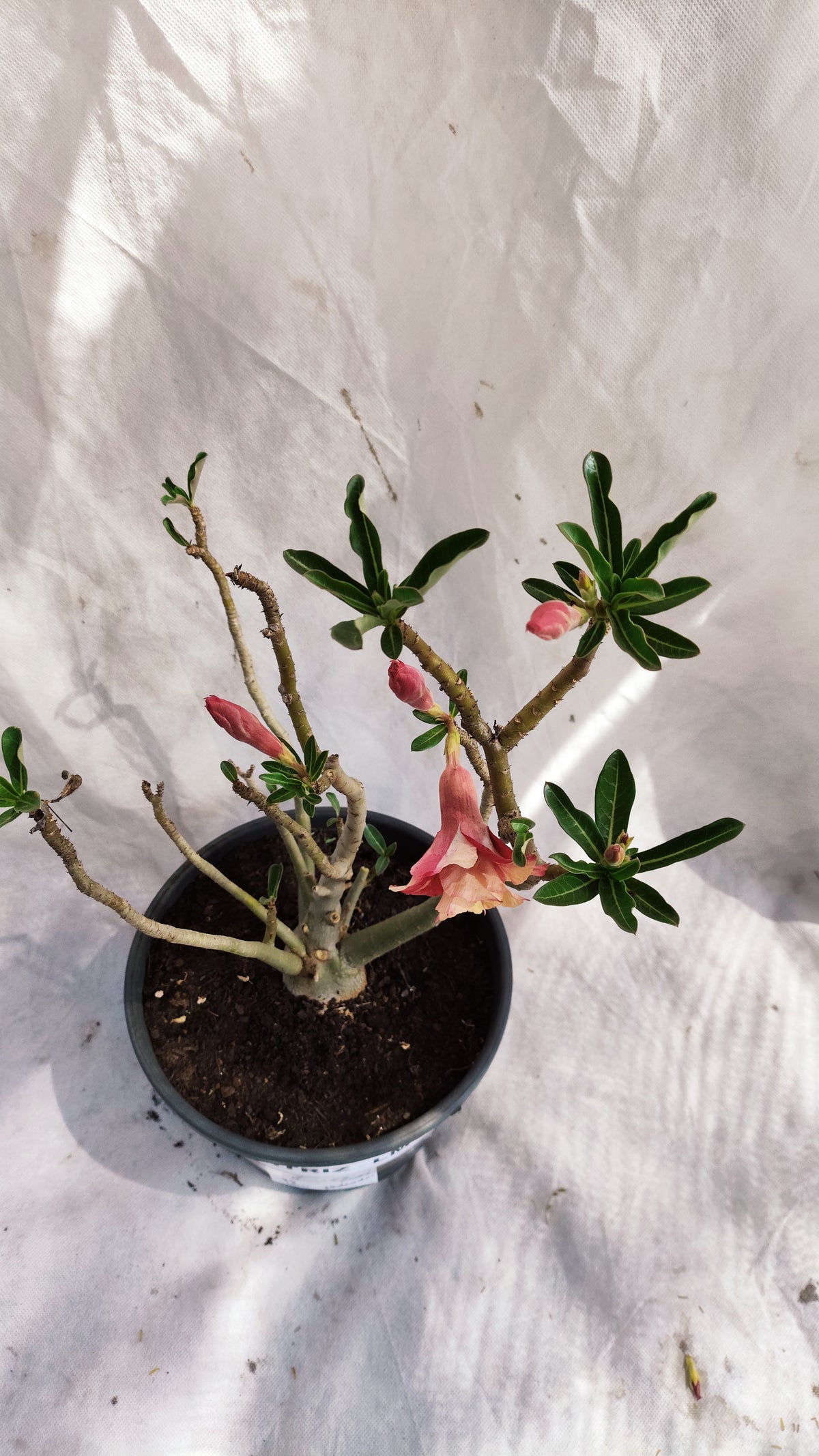 MATRIZ Planta Dobrada 237 –  35cm – 03 anos - Vaso 20
