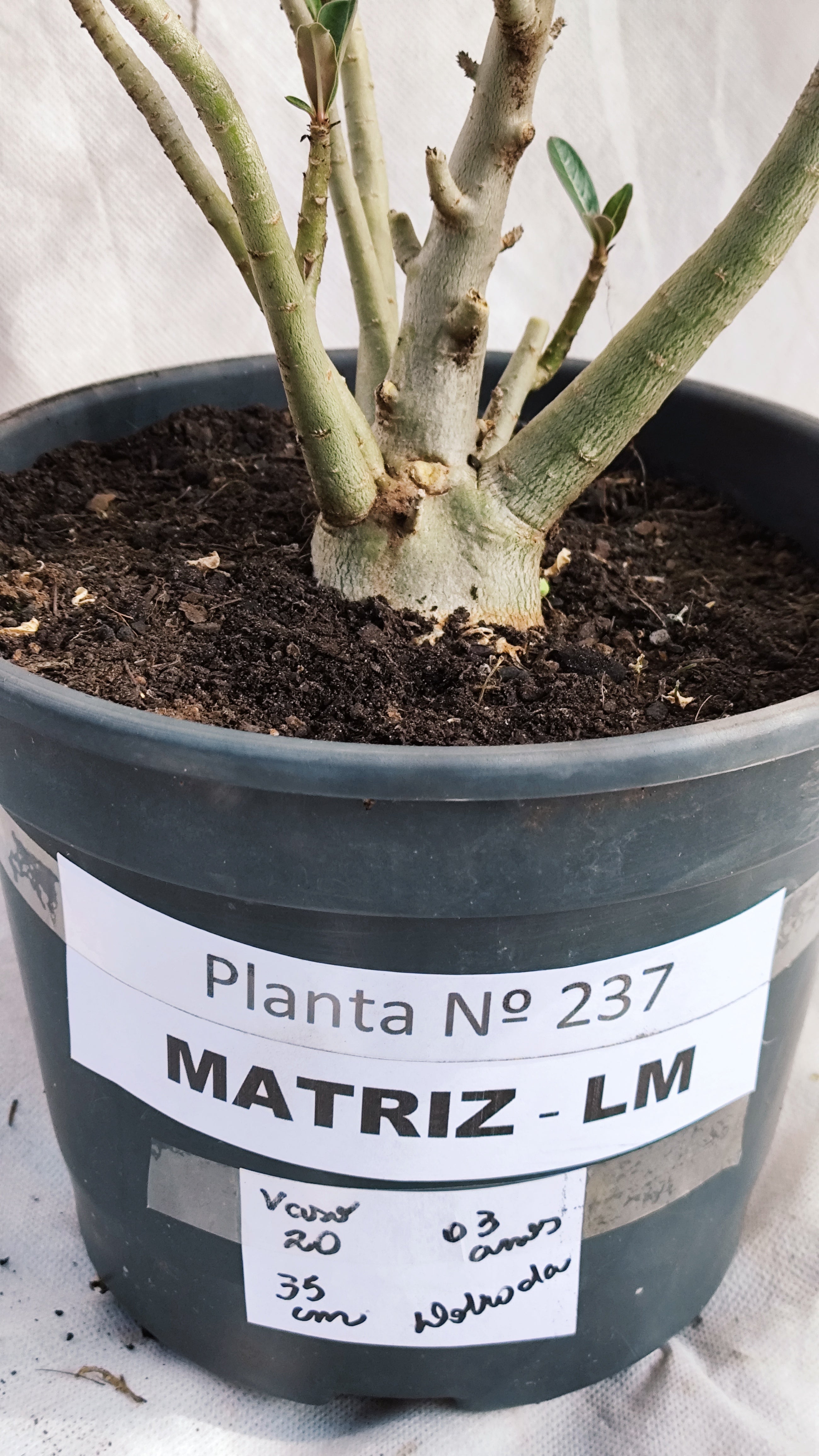 MATRIZ Planta Dobrada 237 –  35cm – 03 anos - Vaso 20