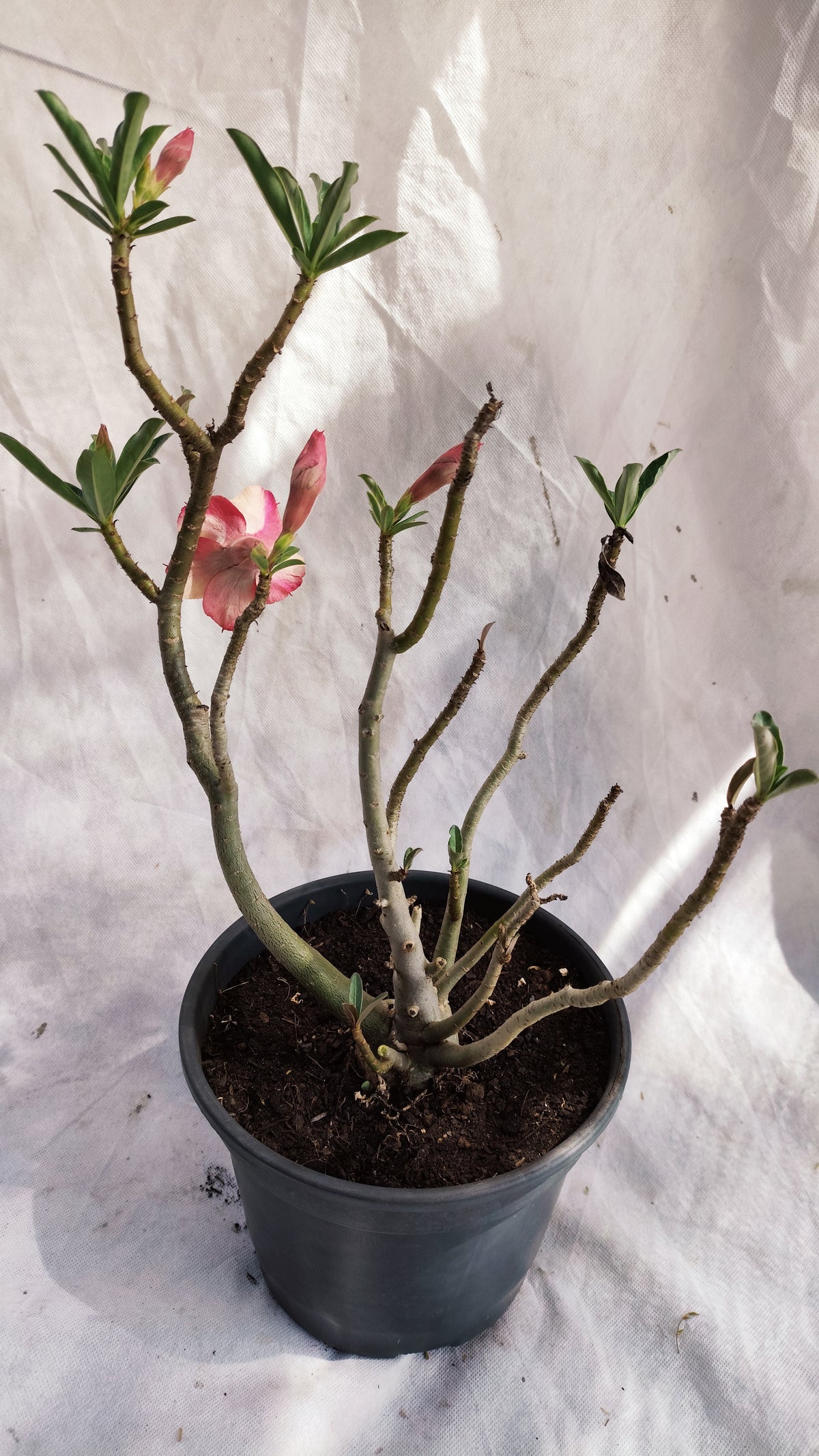 MATRIZ Planta Dobrada 237 –  35cm – 03 anos - Vaso 20