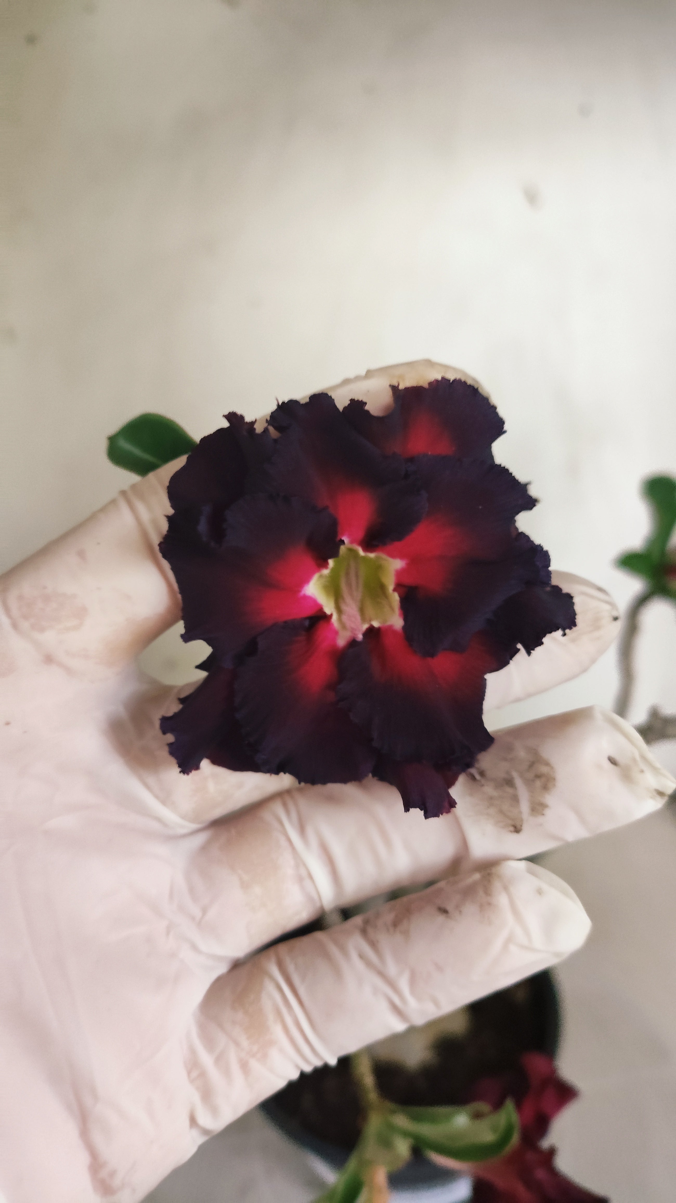 Planta Dobrada 3996 – 35cm – 03 anos - Vaso 15