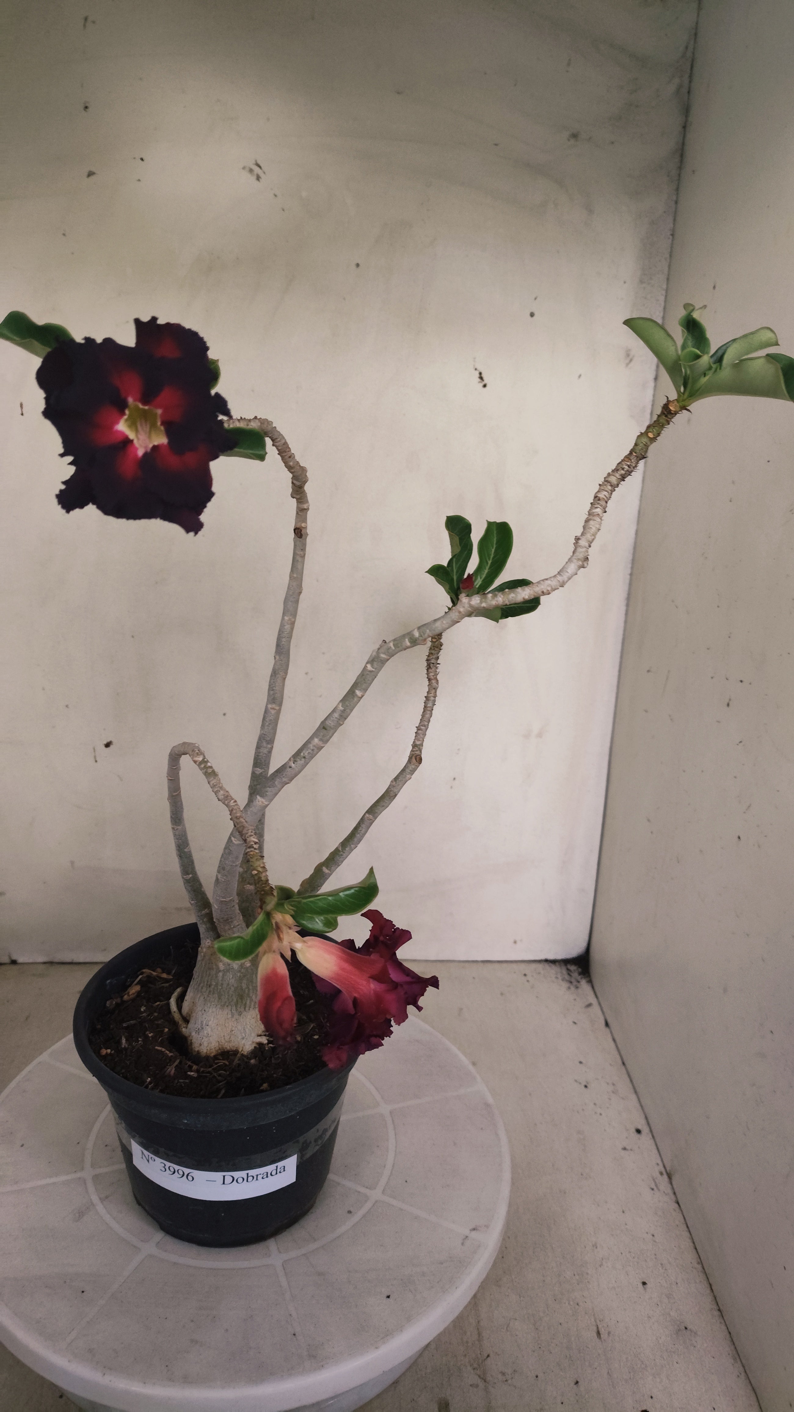 Planta Dobrada 3996 – 35cm – 03 anos - Vaso 15