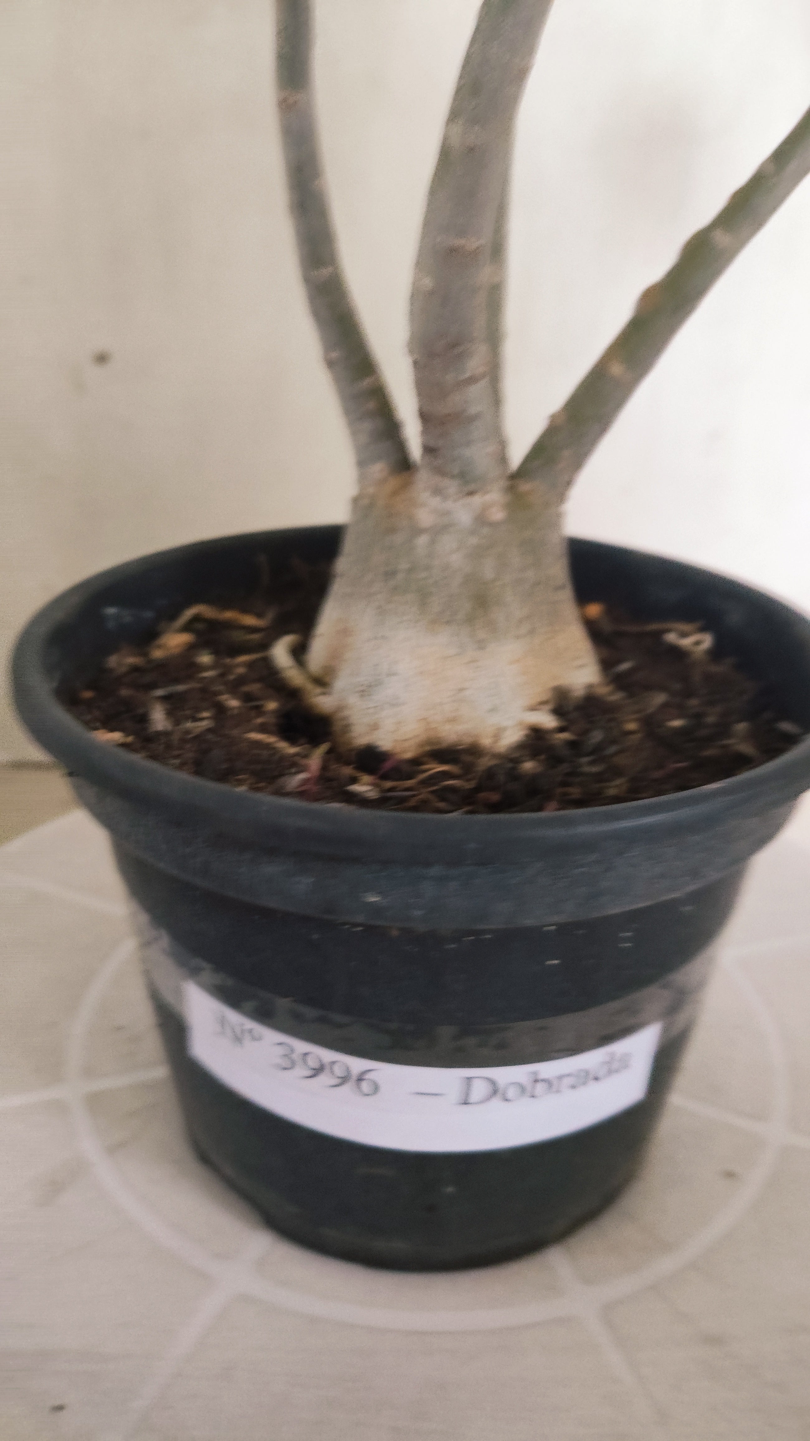Planta Dobrada 3996 – 35cm – 03 anos - Vaso 15