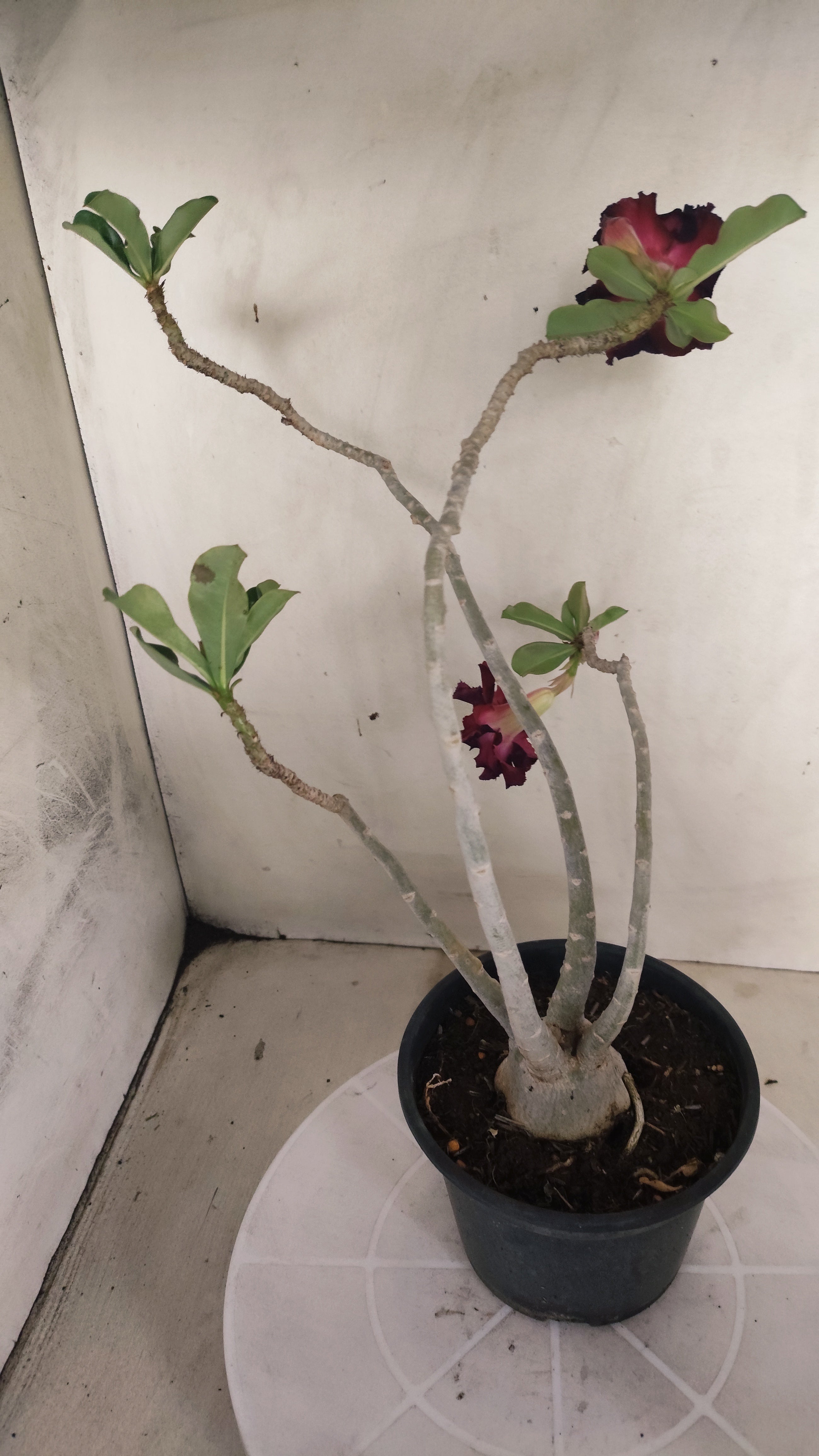 Planta Dobrada 3996 – 35cm – 03 anos - Vaso 15