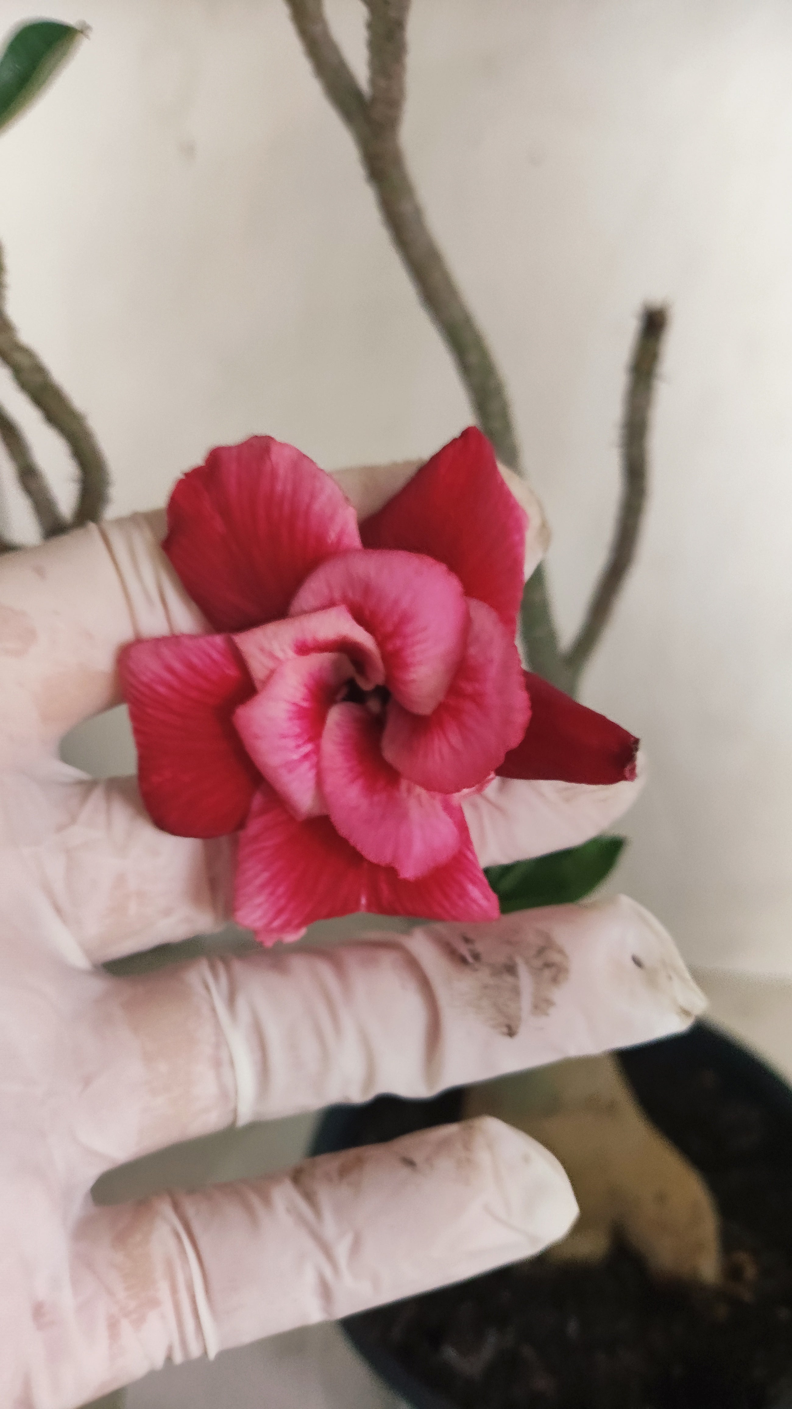 Planta Dobrada 3997 – 35cm – 03 anos - Vaso 15