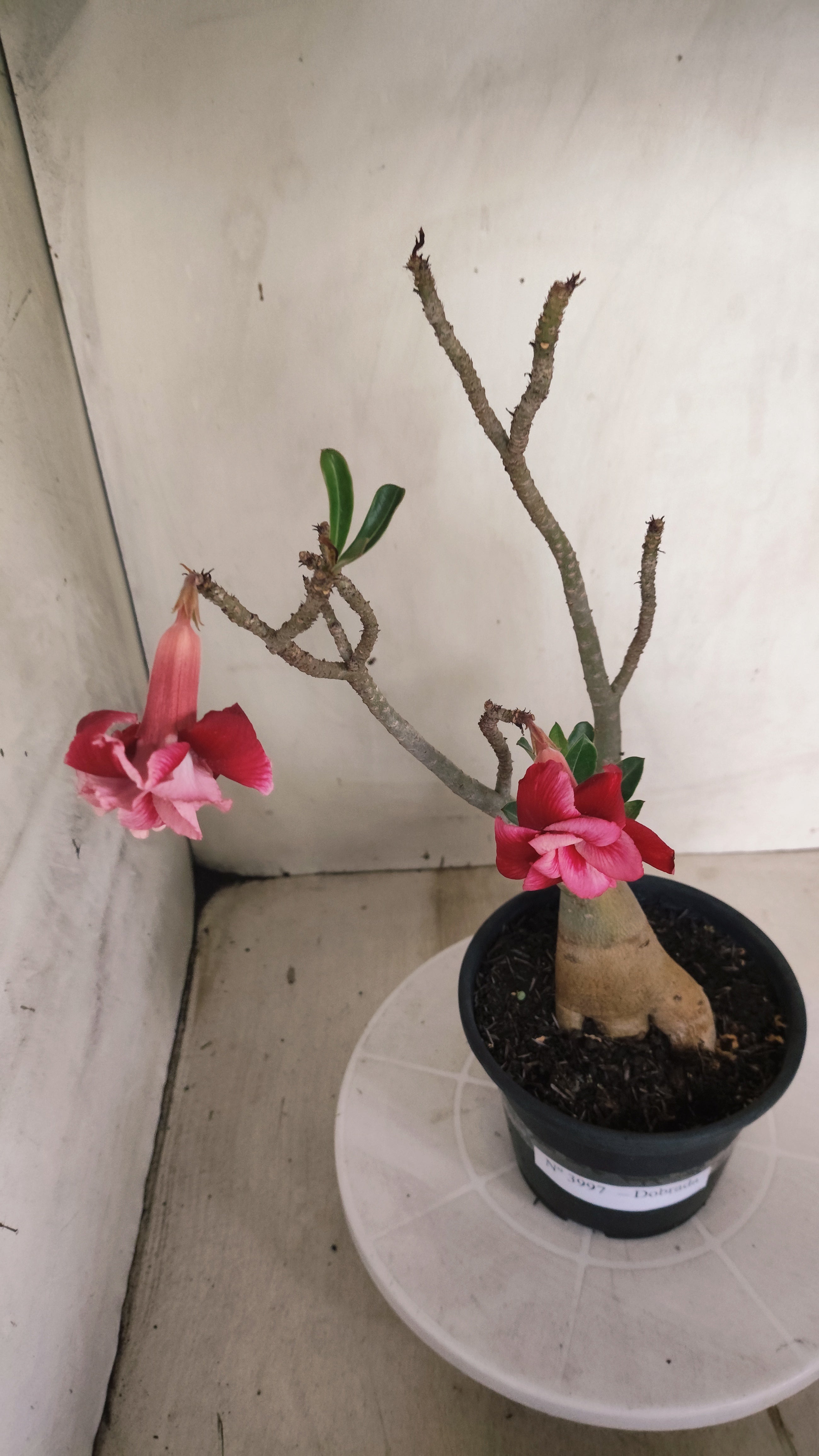 Planta Dobrada 3997 – 35cm – 03 anos - Vaso 15