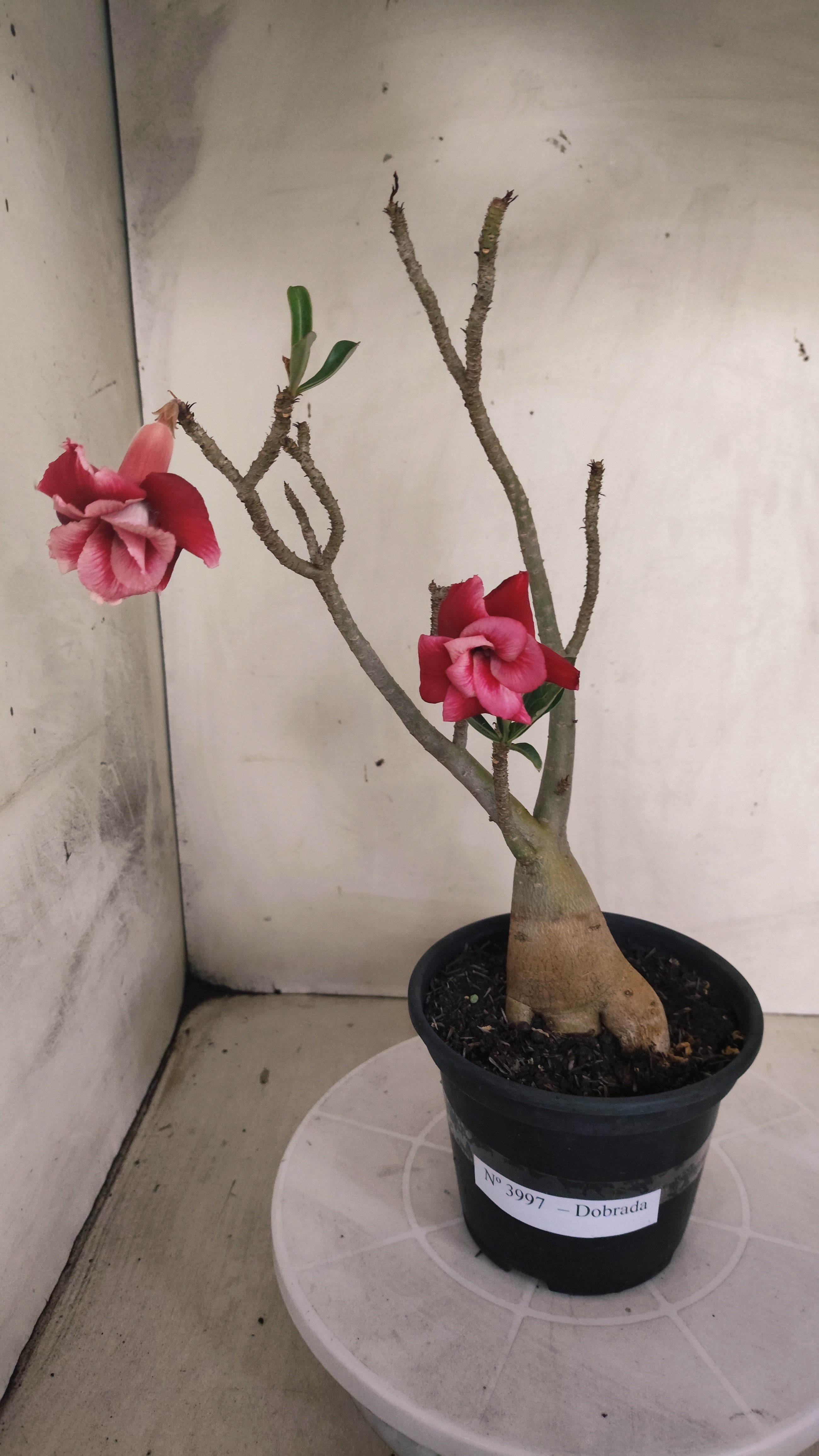 Planta Dobrada 3997 – 35cm – 03 anos - Vaso 15