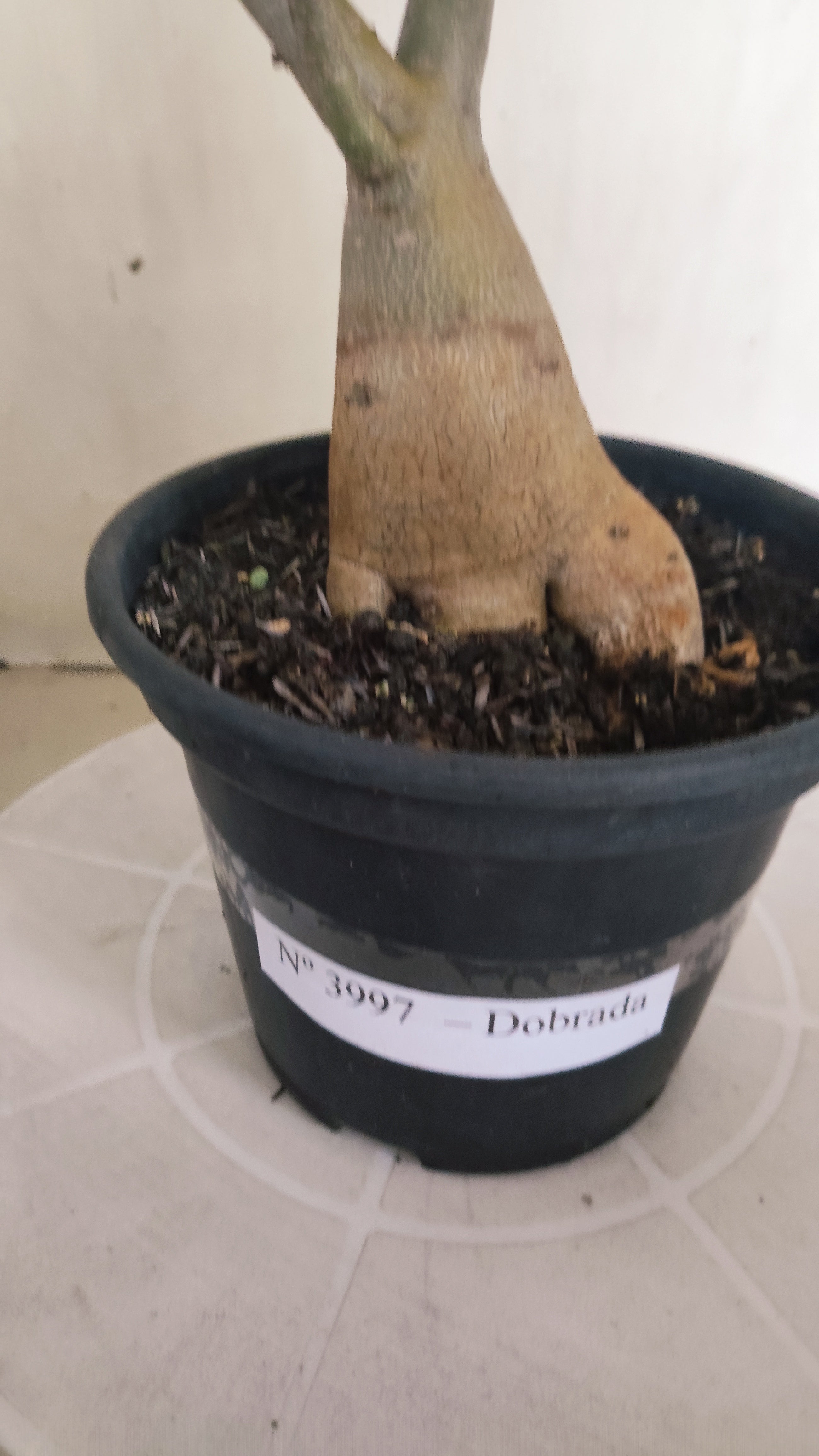 Planta Dobrada 3997 – 35cm – 03 anos - Vaso 15