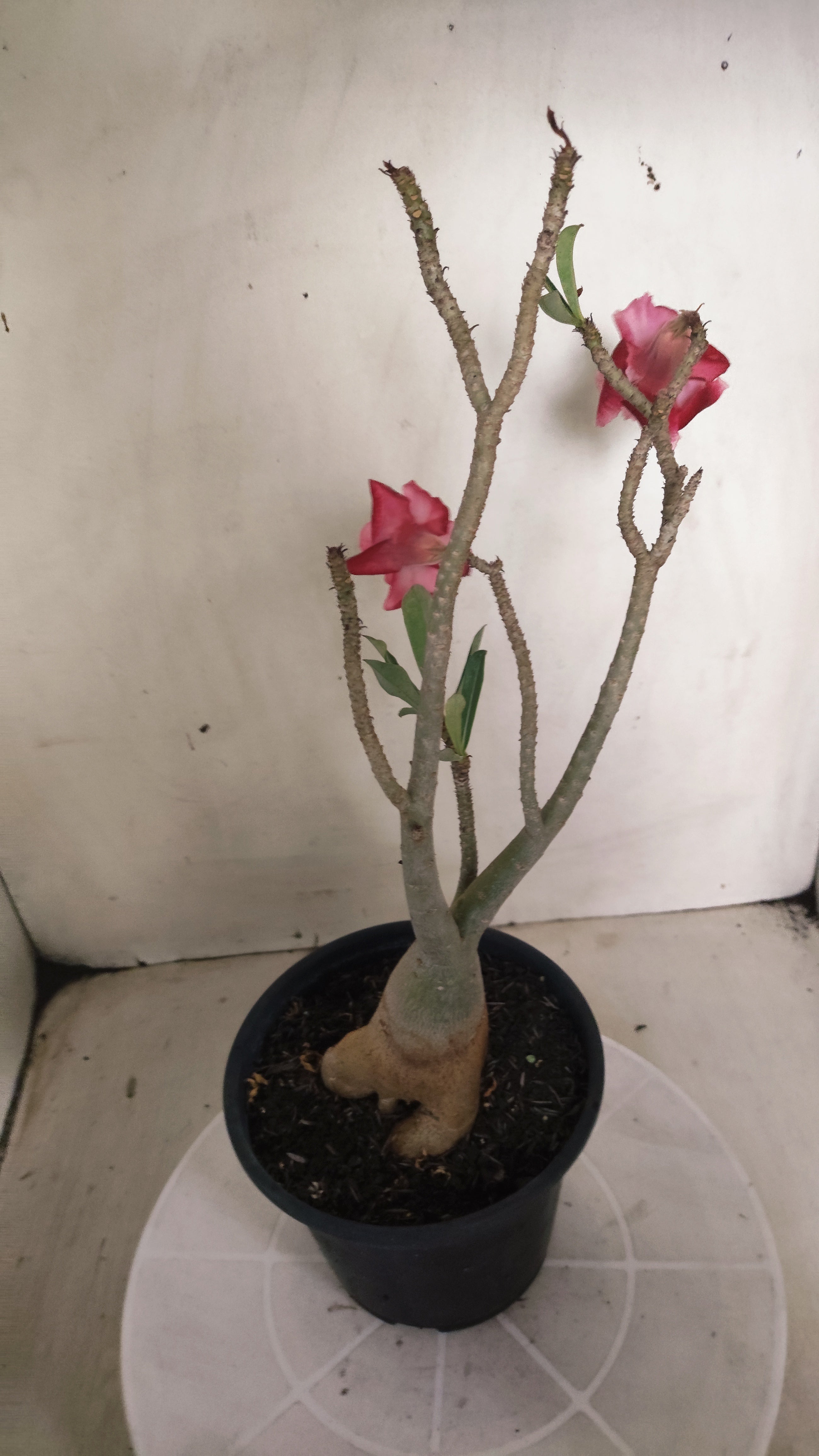 Planta Dobrada 3997 – 35cm – 03 anos - Vaso 15