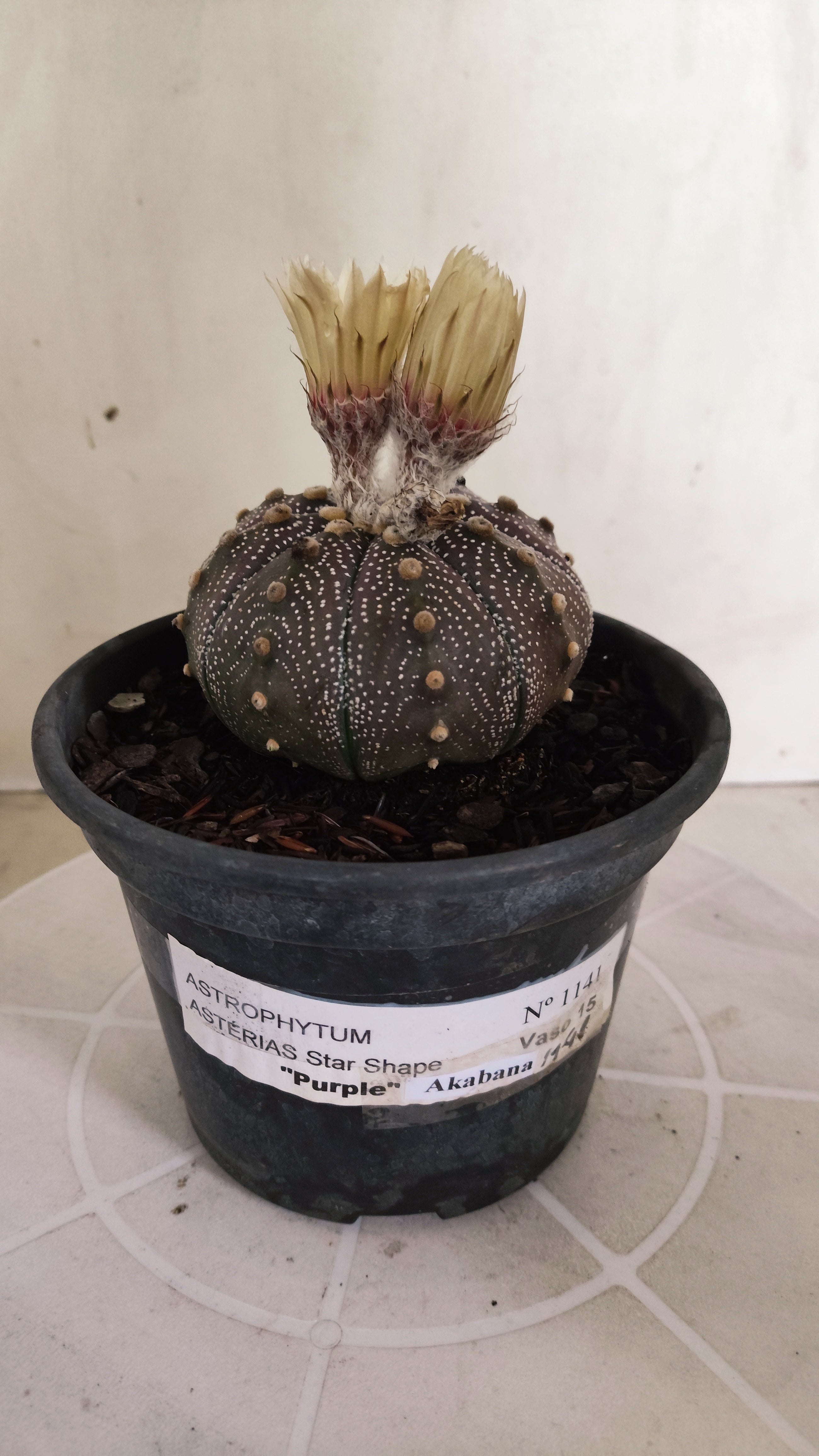 ASTROPHYTUM ASTERIAS "STAR SHAPE - Purple - AKABANA"   Nº 1141 – vaso 15