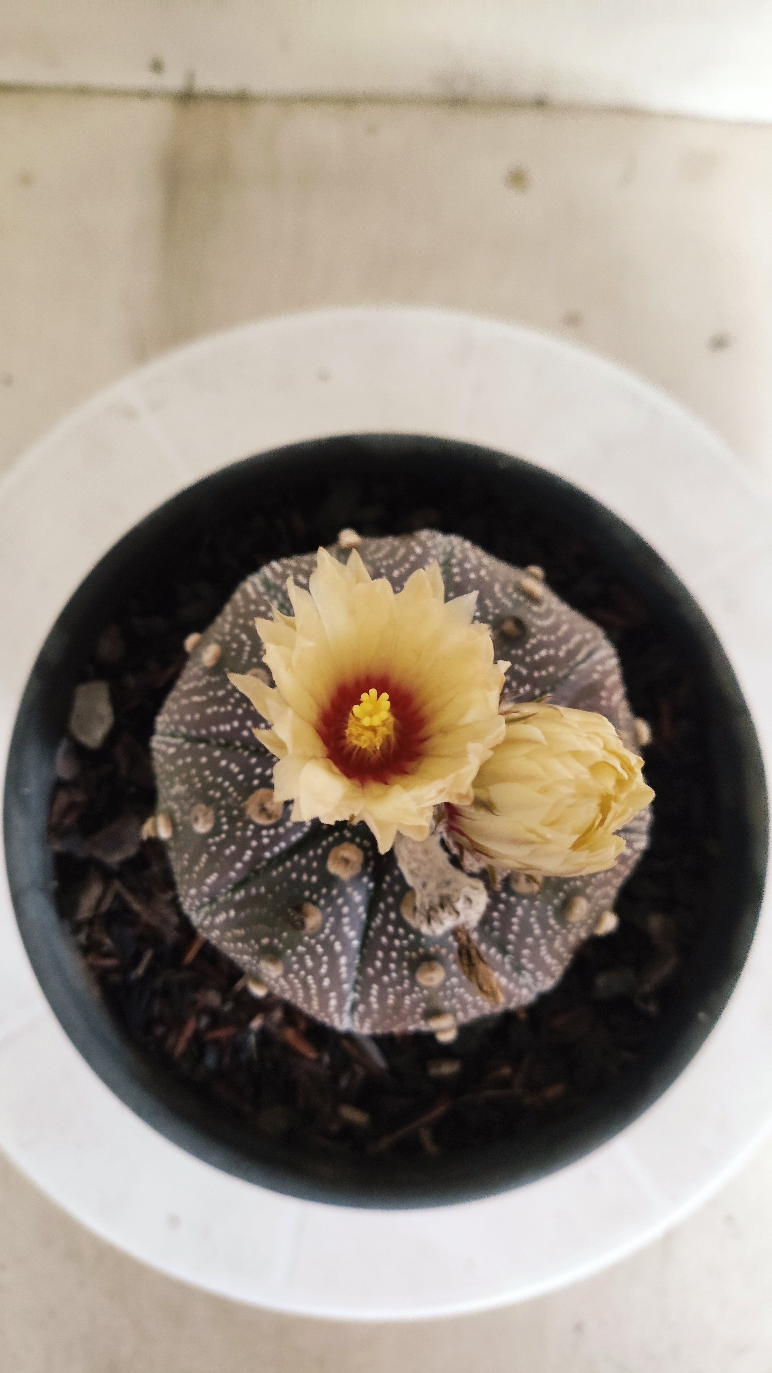 ASTROPHYTUM ASTERIAS "STAR SHAPE - Purple - AKABANA"   Nº 1141 – vaso 15