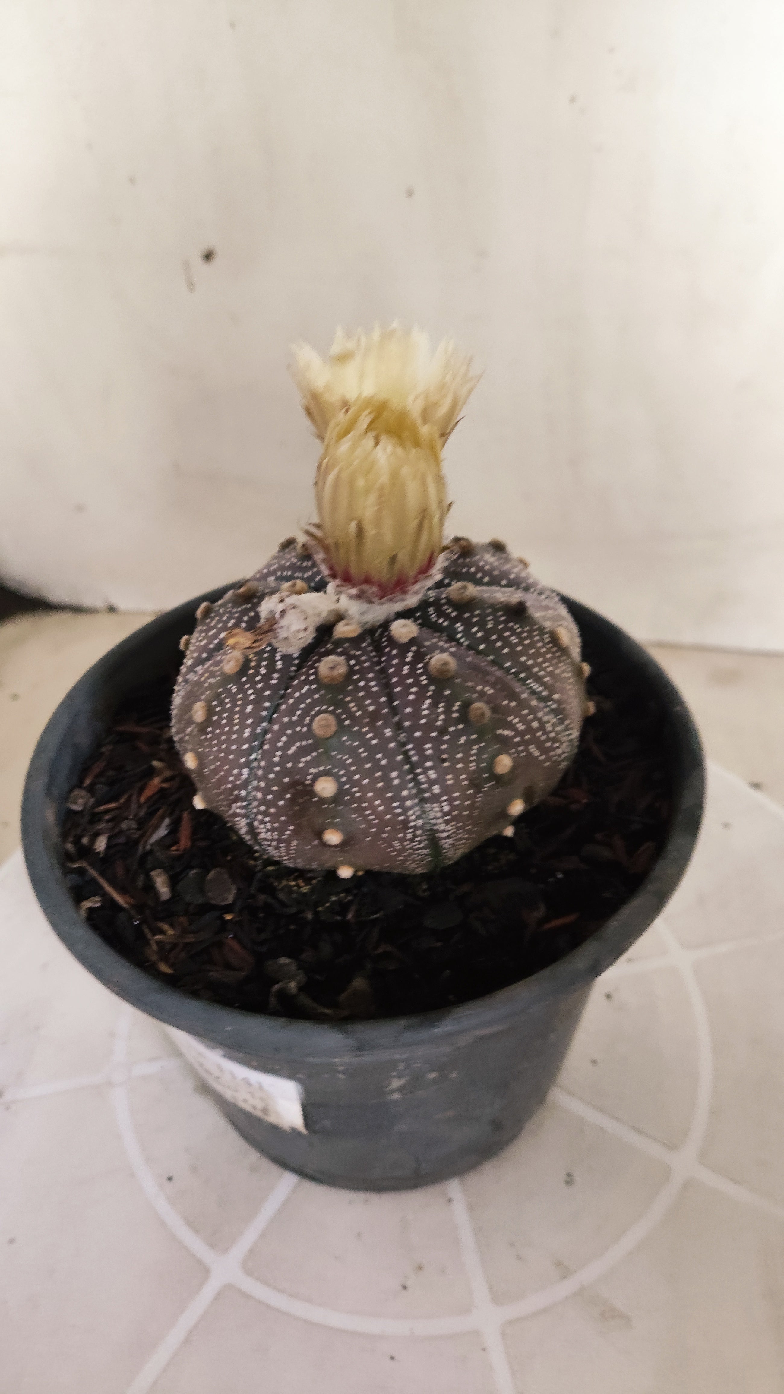 ASTROPHYTUM ASTERIAS "STAR SHAPE - Purple - AKABANA"   Nº 1141 – vaso 15