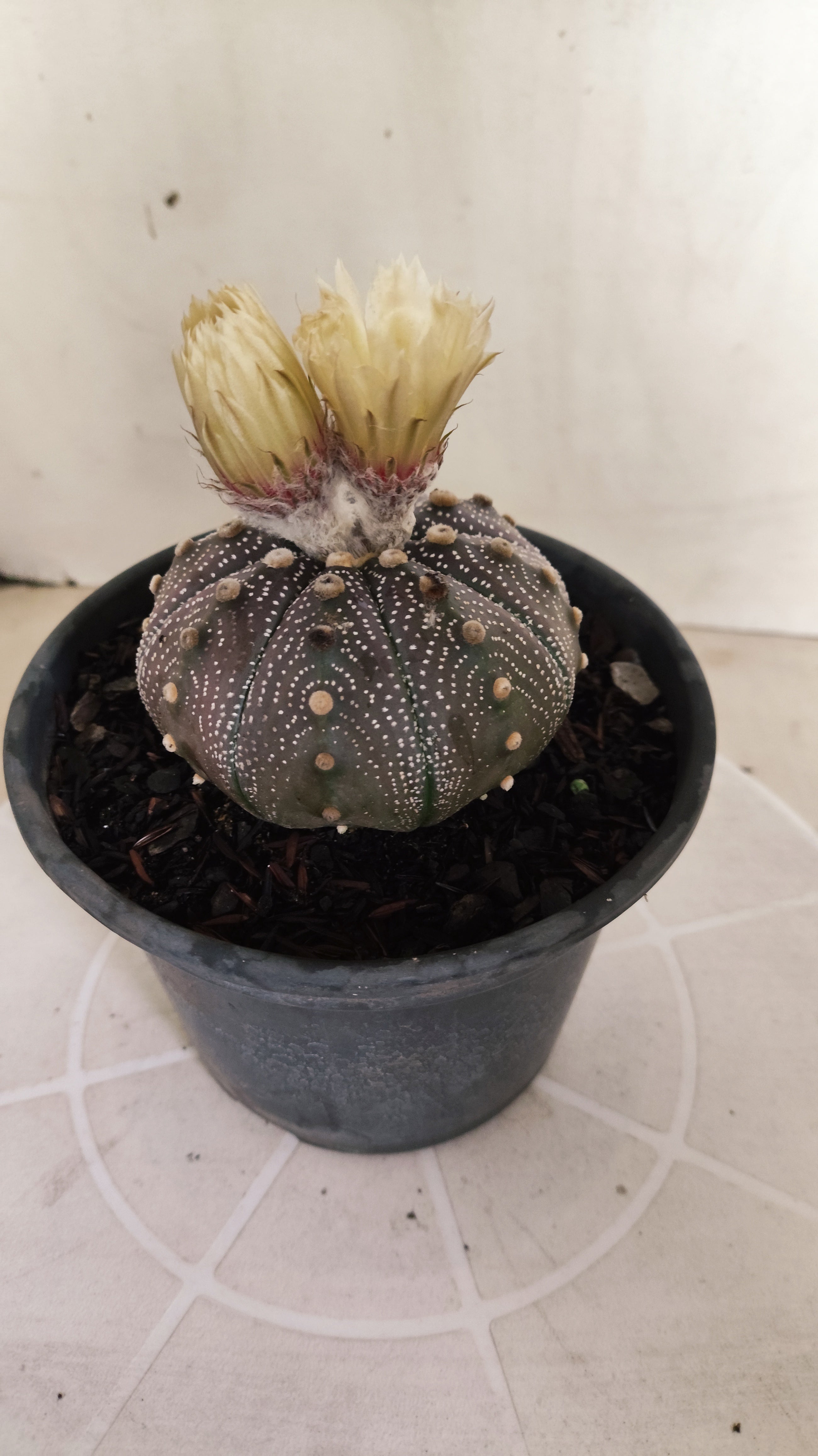 ASTROPHYTUM ASTERIAS "STAR SHAPE - Purple - AKABANA"   Nº 1141 – vaso 15