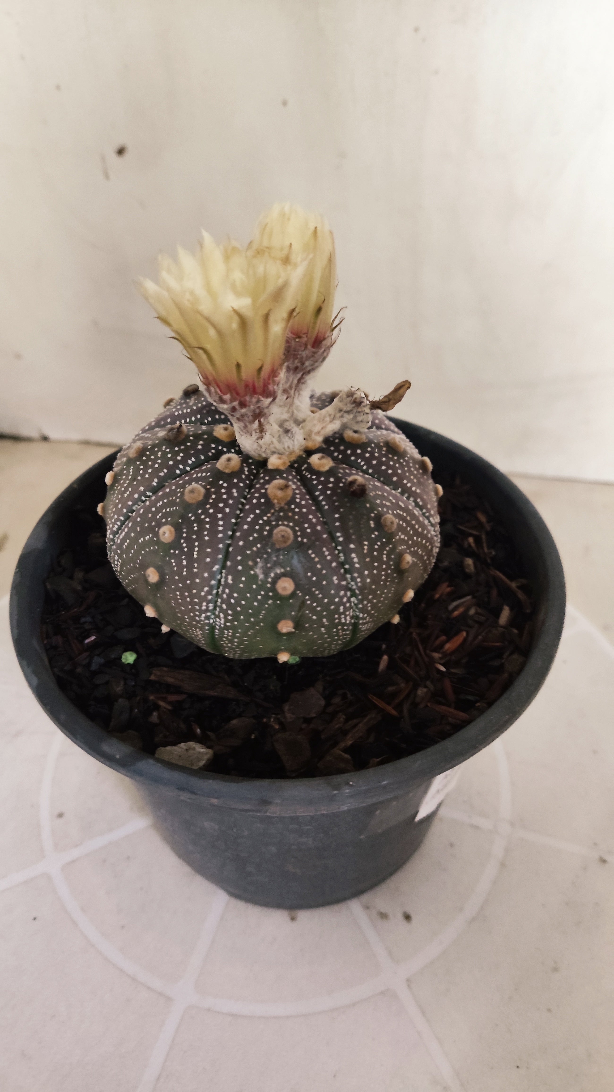ASTROPHYTUM ASTERIAS "STAR SHAPE - Purple - AKABANA"   Nº 1141 – vaso 15