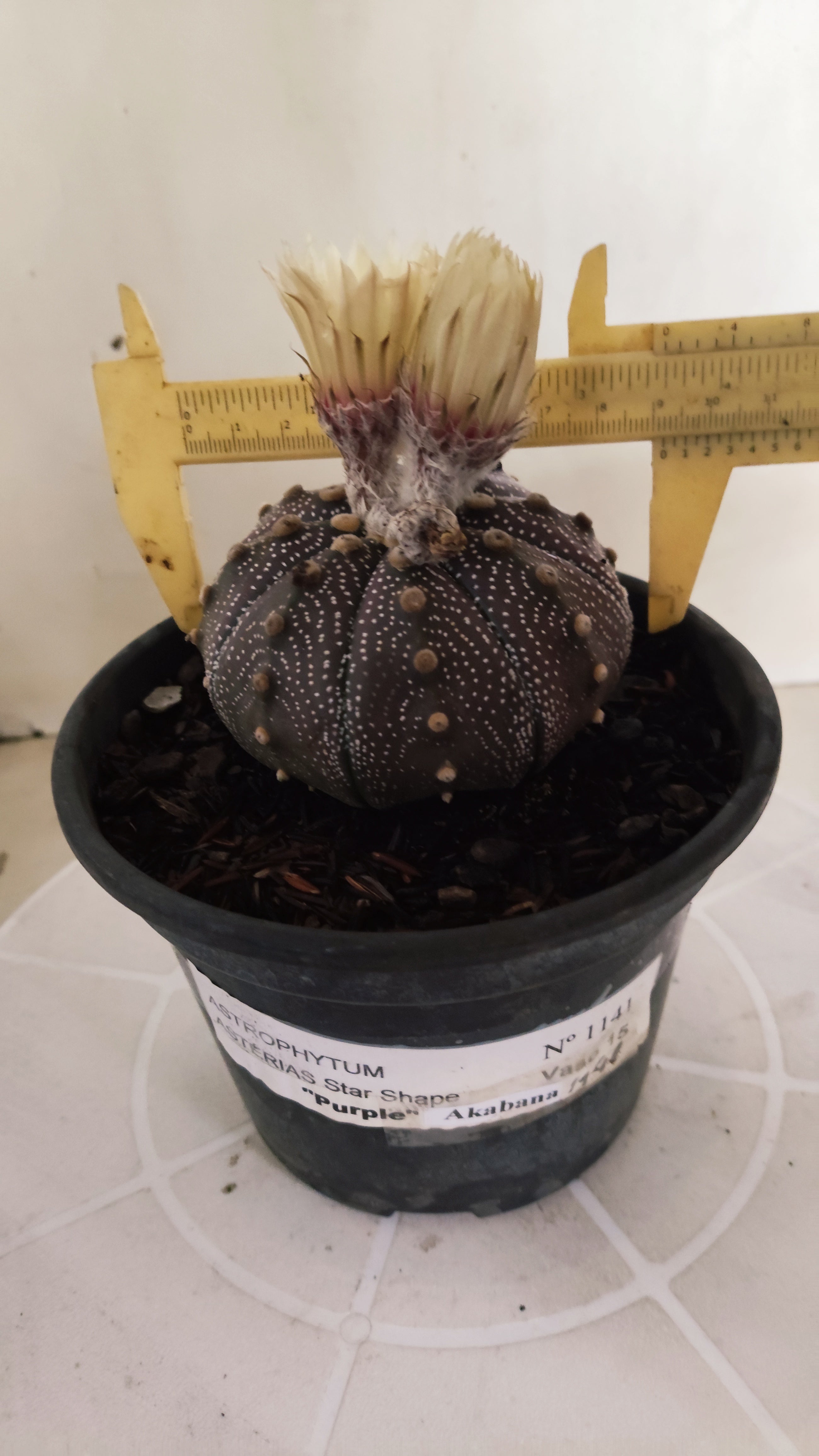 ASTROPHYTUM ASTERIAS "STAR SHAPE - Purple - AKABANA"   Nº 1141 – vaso 15