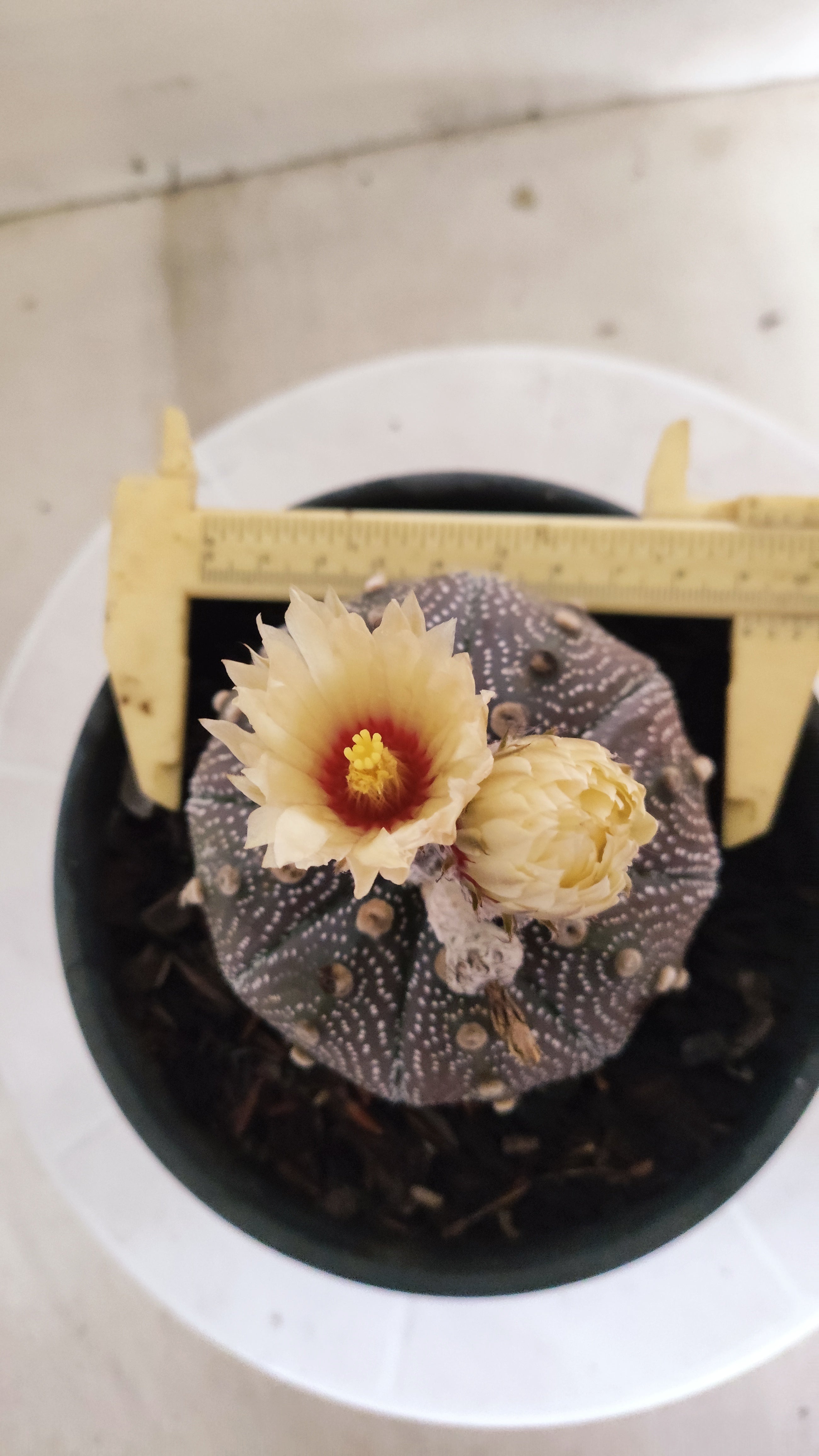 ASTROPHYTUM ASTERIAS "STAR SHAPE - Purple - AKABANA"   Nº 1141 – vaso 15