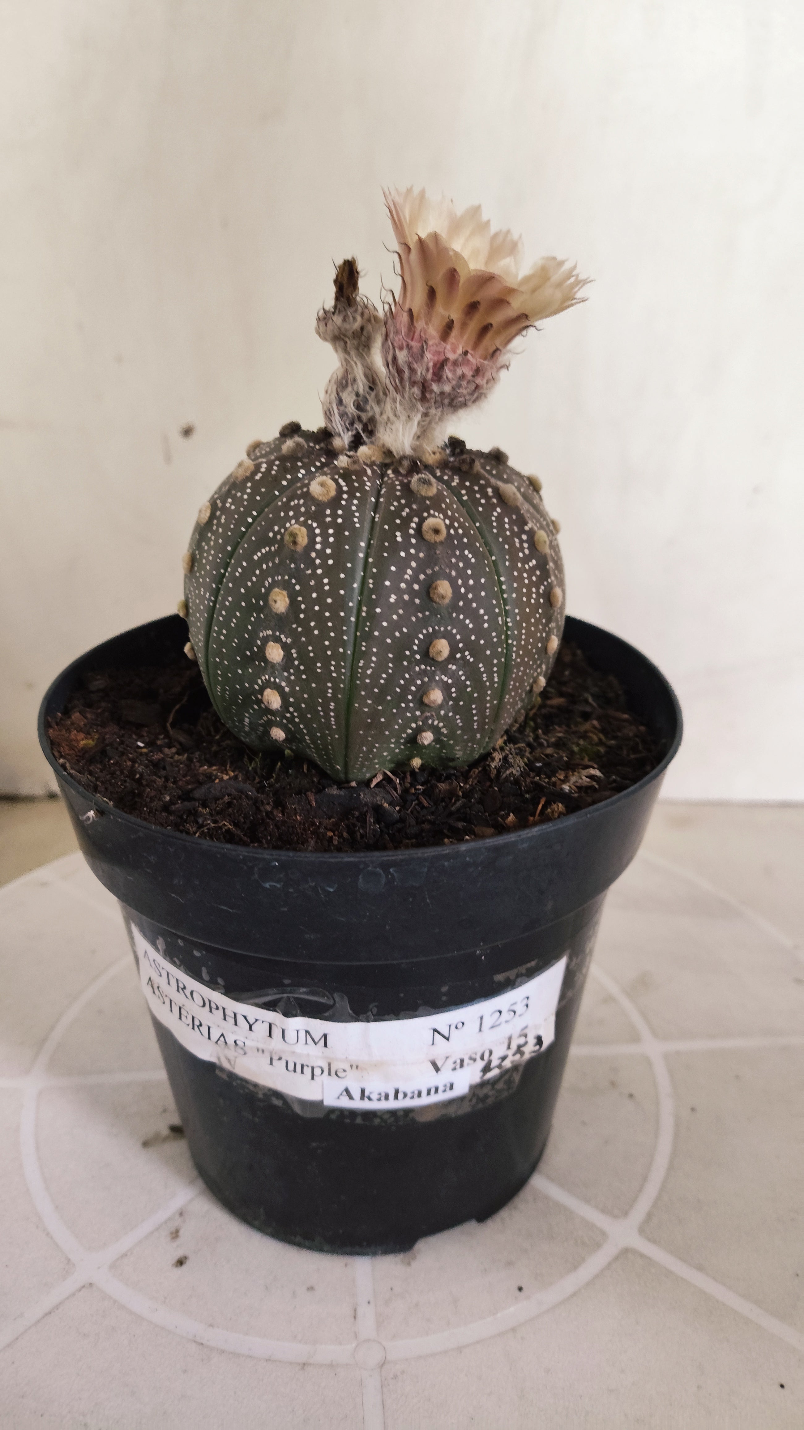 ASTROPHYTUM ASTERIAS “Purple - Akabana”  Nº 1253 – vaso 15