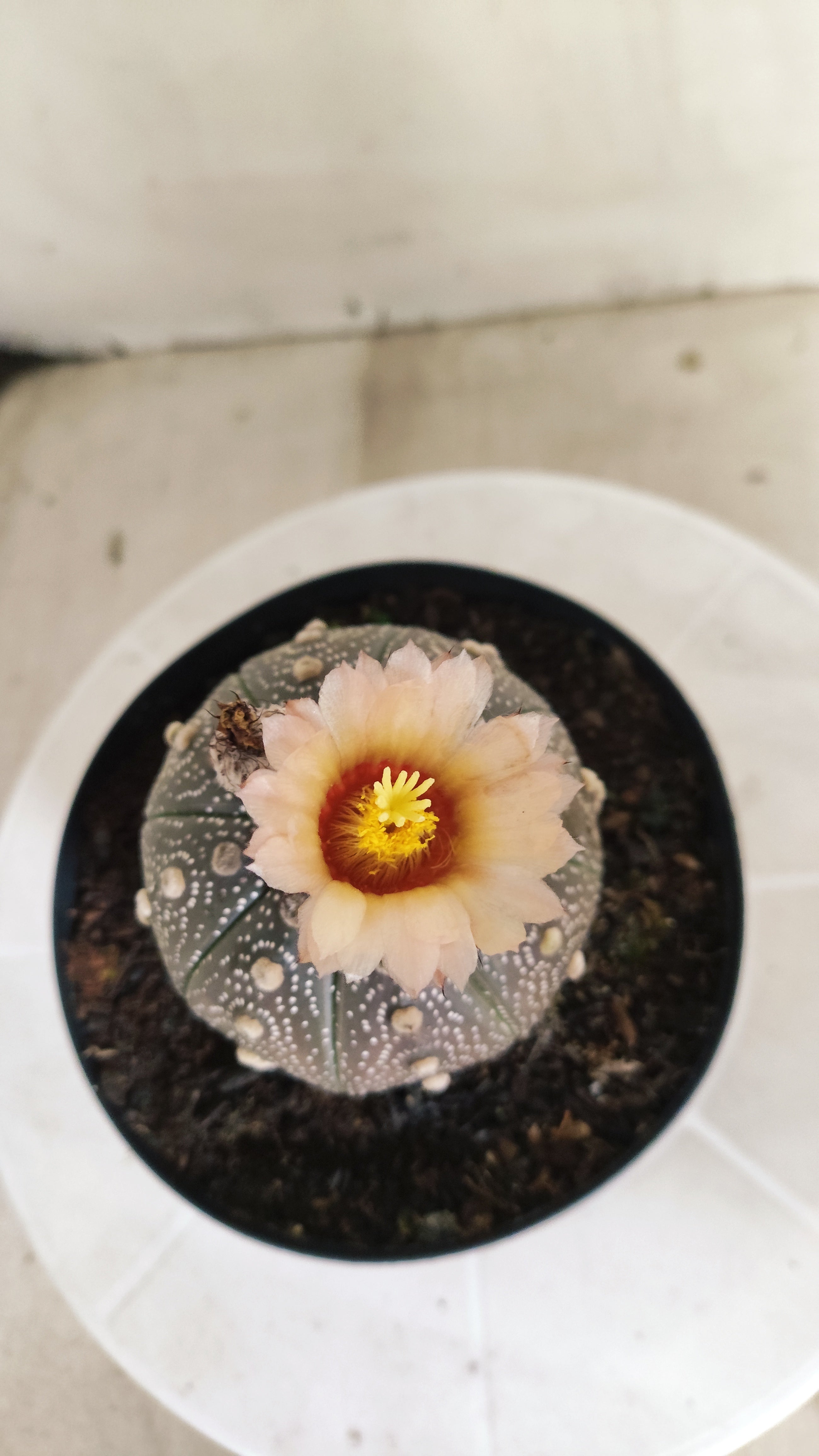 ASTROPHYTUM ASTERIAS “Purple - Akabana”  Nº 1253 – vaso 15