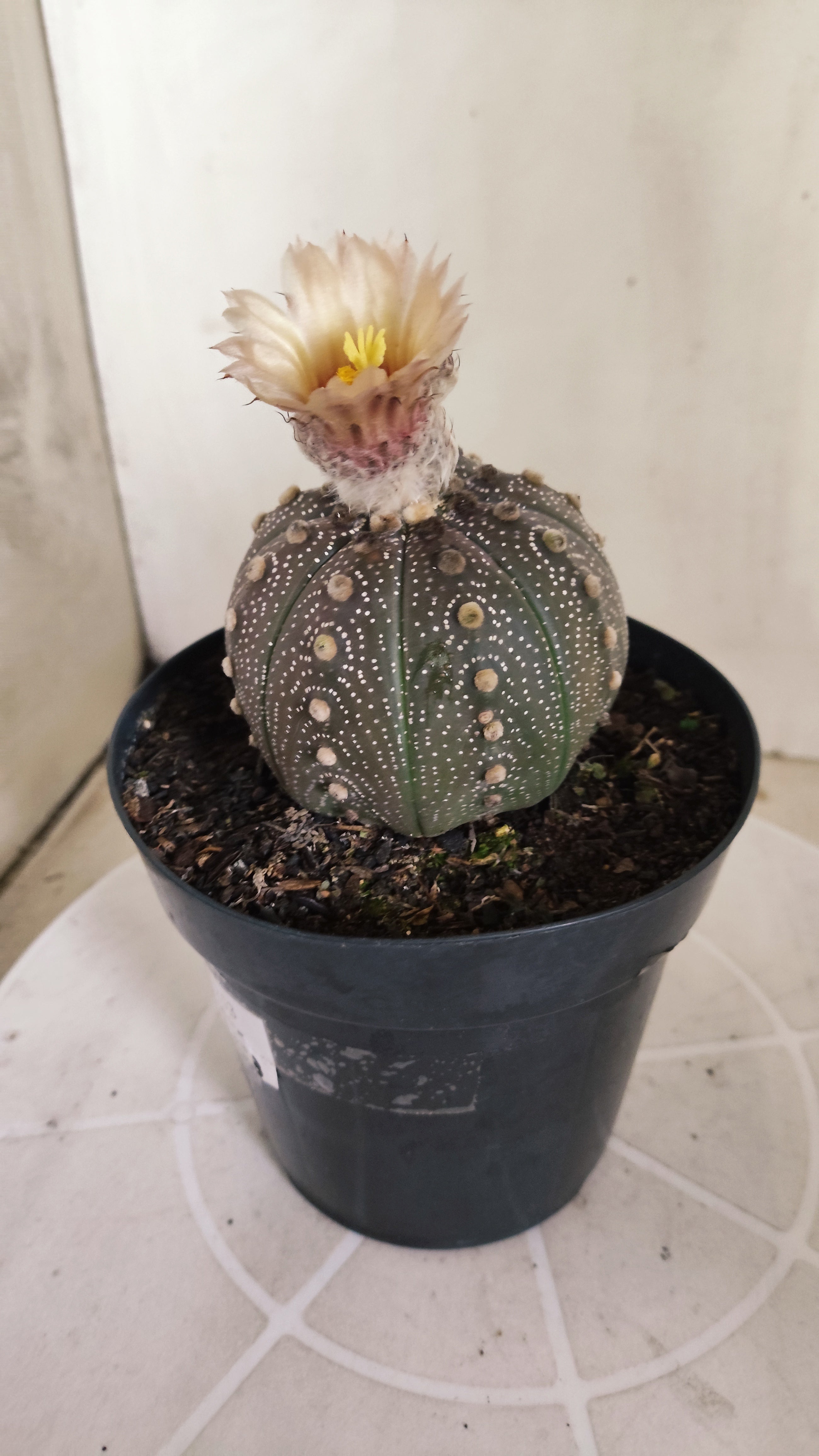 ASTROPHYTUM ASTERIAS “Purple - Akabana”  Nº 1253 – vaso 15