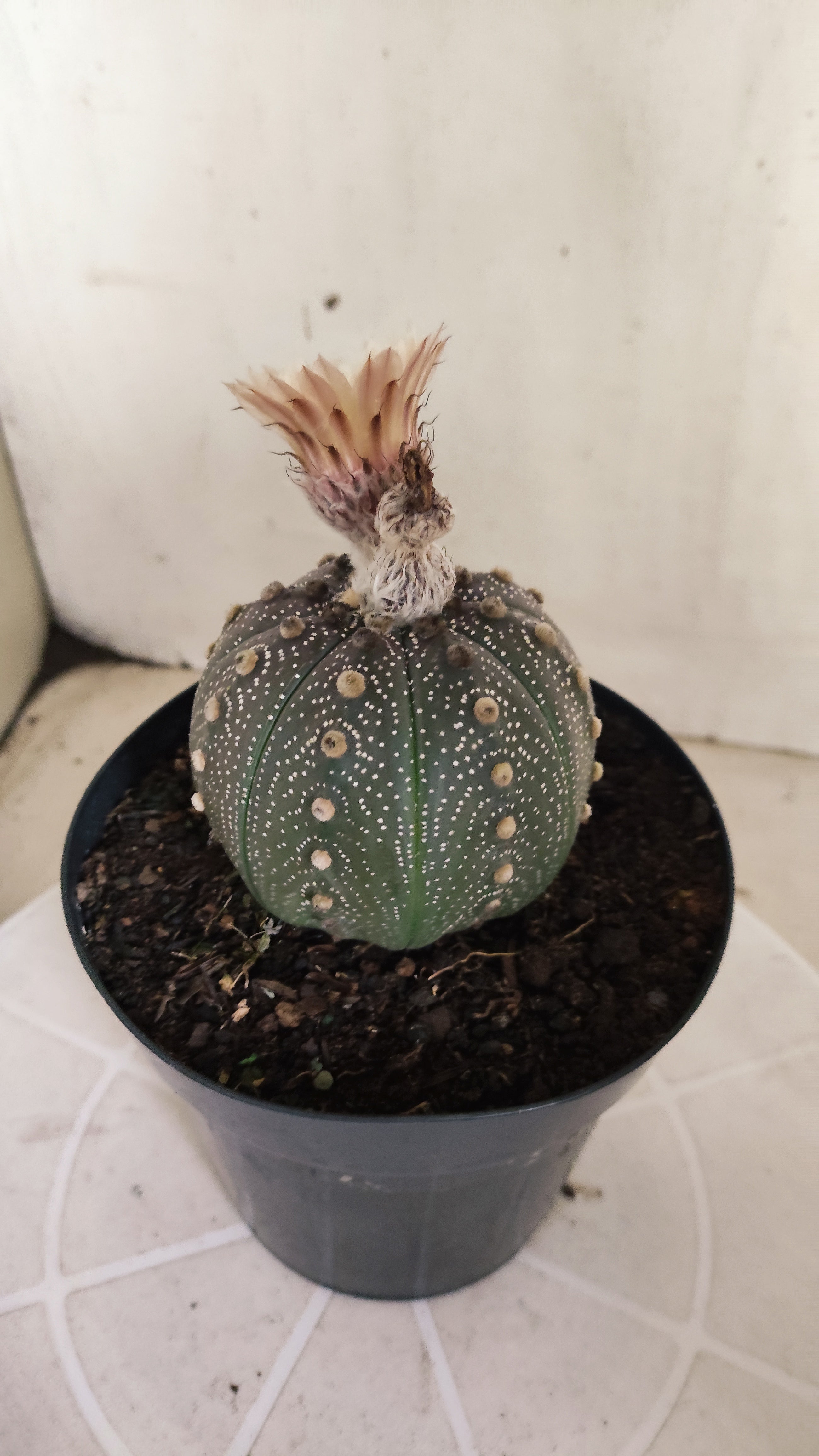 ASTROPHYTUM ASTERIAS “Purple - Akabana”  Nº 1253 – vaso 15
