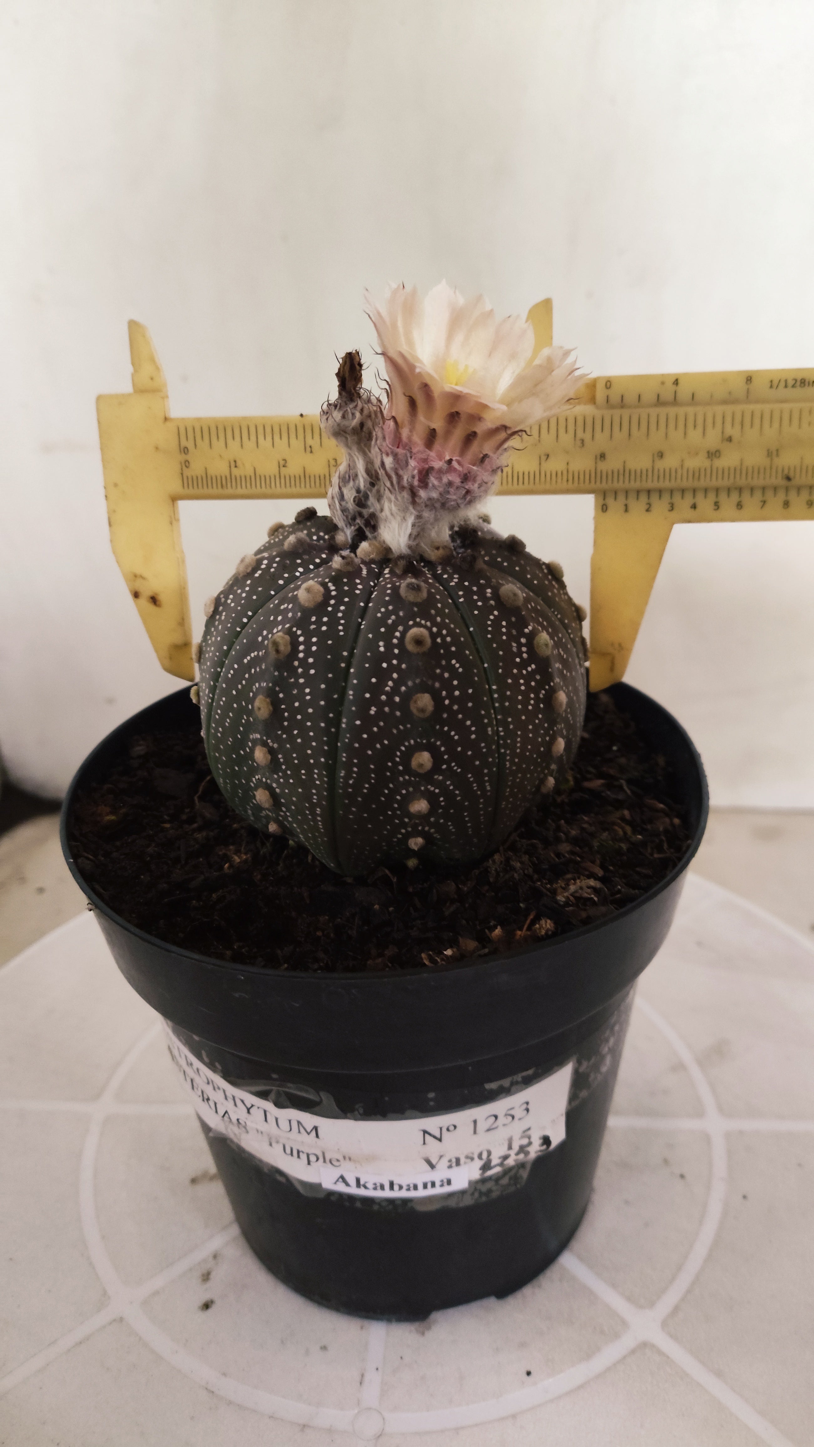 ASTROPHYTUM ASTERIAS “Purple - Akabana”  Nº 1253 – vaso 15