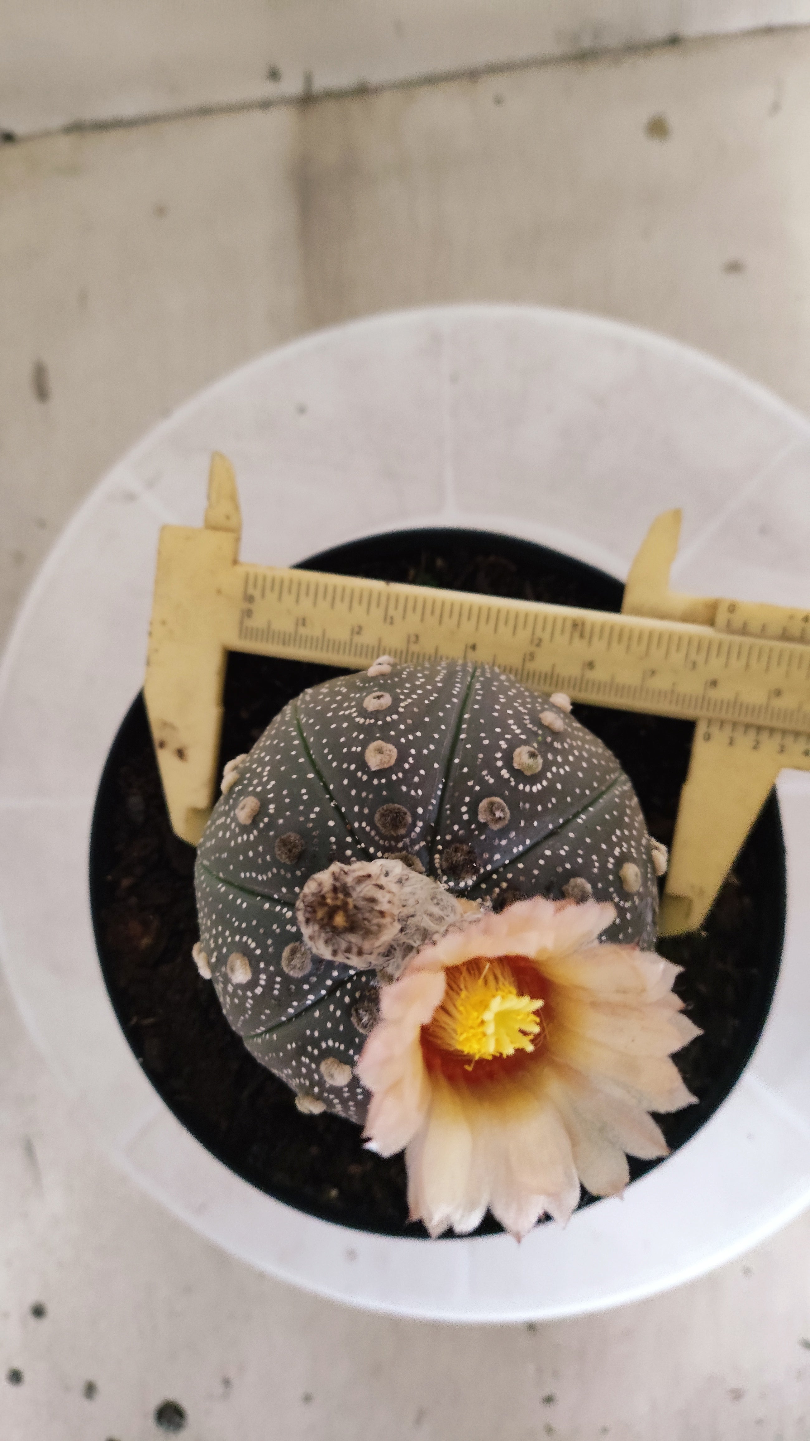 ASTROPHYTUM ASTERIAS “Purple - Akabana”  Nº 1253 – vaso 15