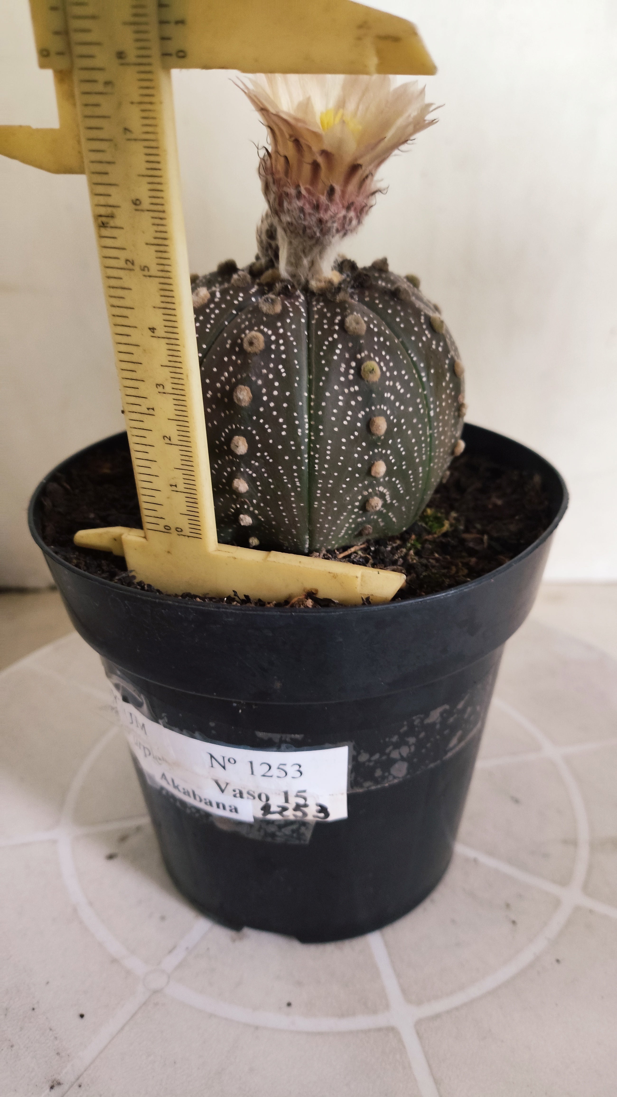 ASTROPHYTUM ASTERIAS “Purple - Akabana”  Nº 1253 – vaso 15