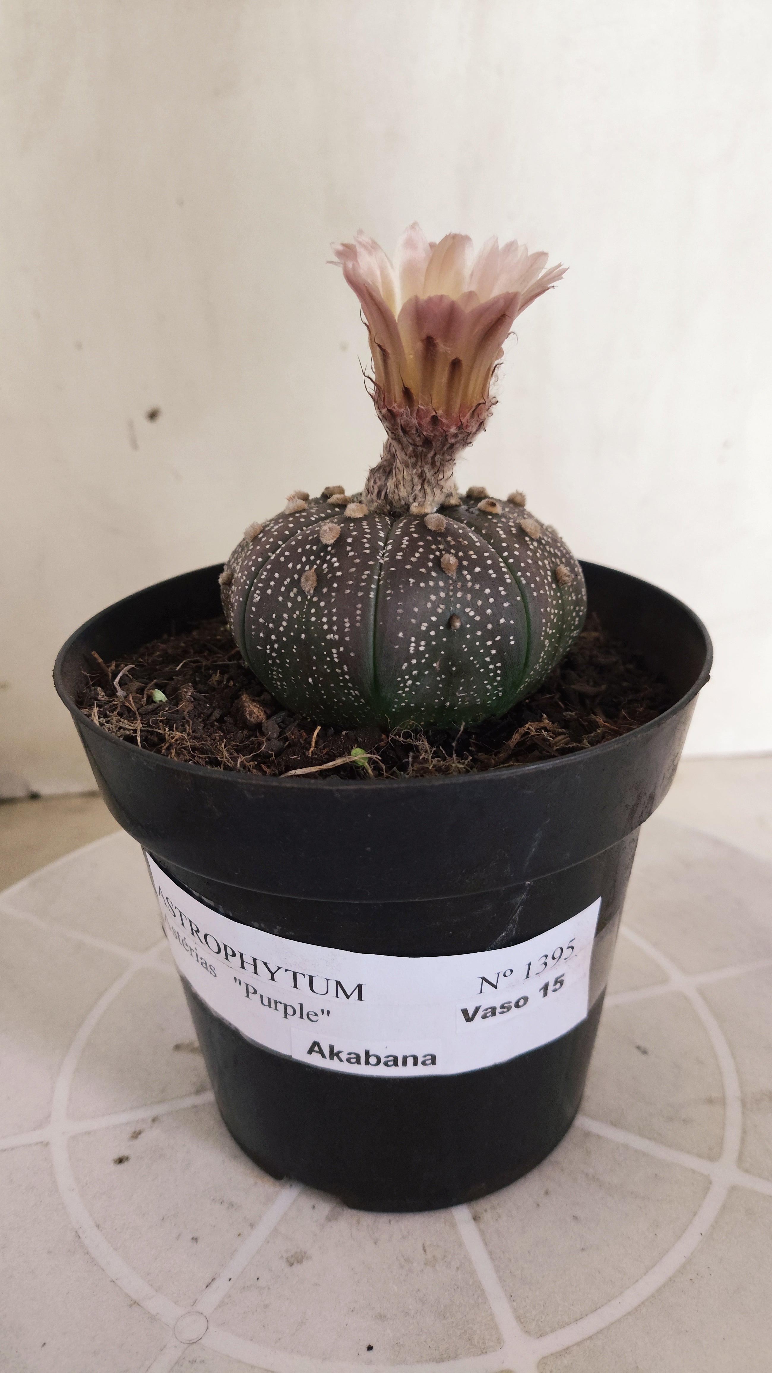ASTROPHYTUM ASTERIAS “Purple - Akabana”  Nº 1395 – vaso 15