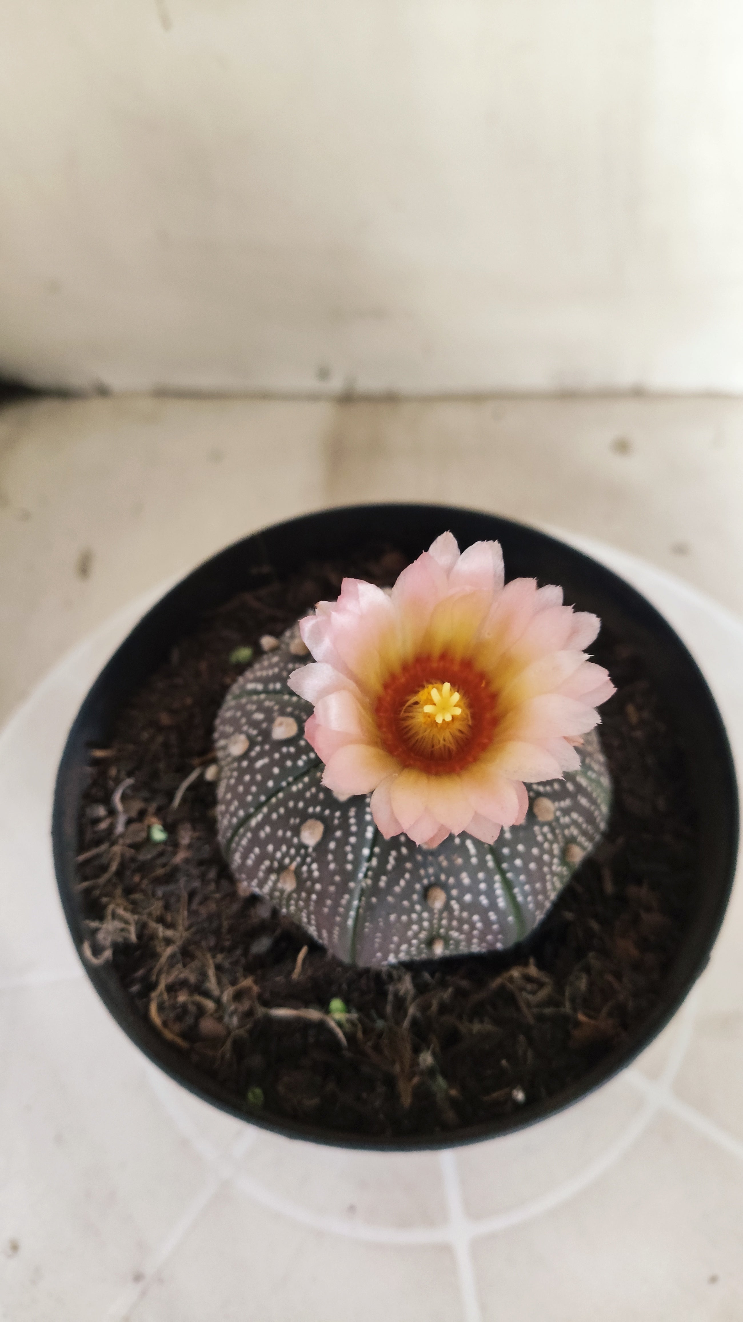 ASTROPHYTUM ASTERIAS “Purple - Akabana”  Nº 1395 – vaso 15
