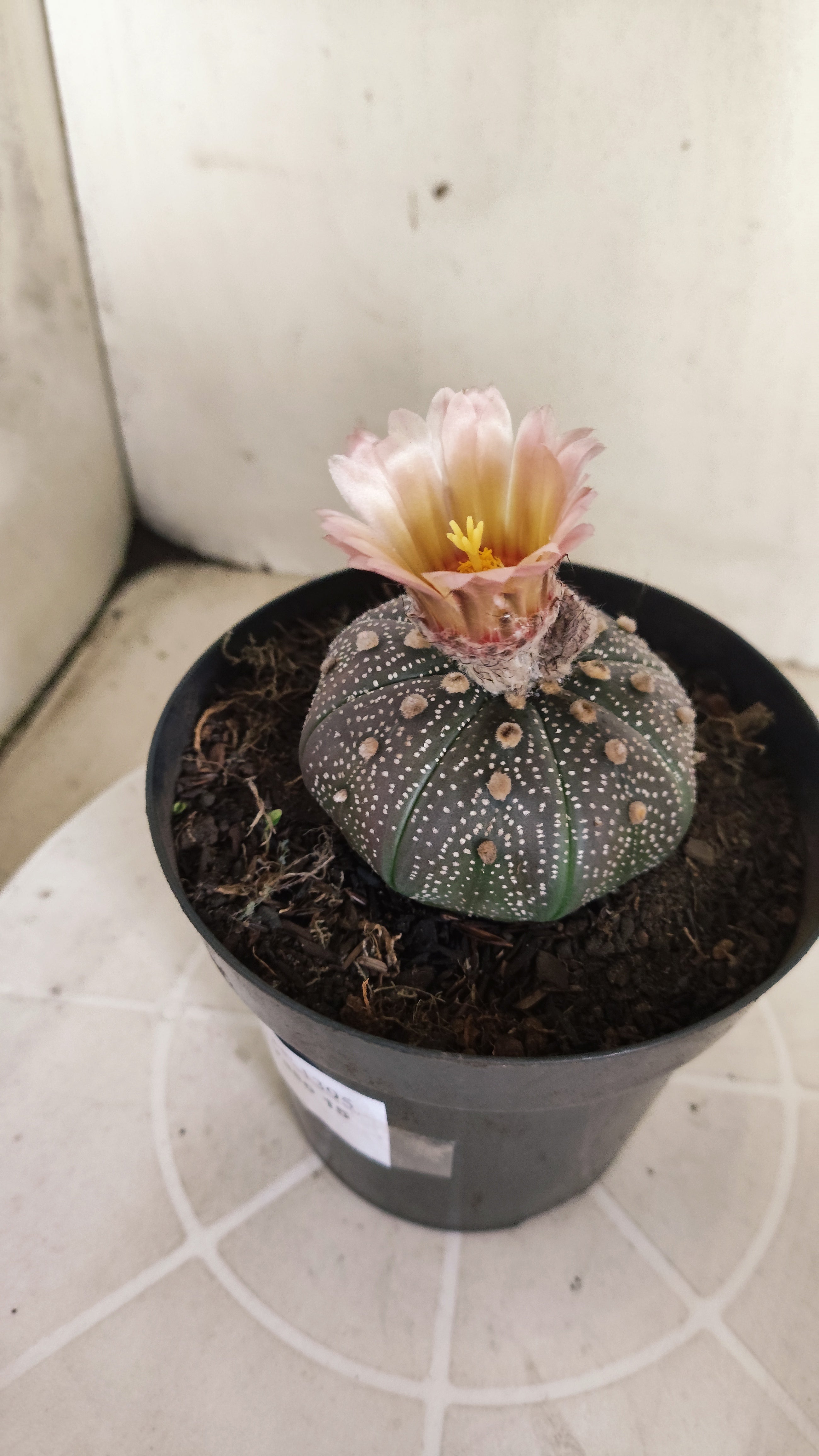 ASTROPHYTUM ASTERIAS “Purple - Akabana”  Nº 1395 – vaso 15