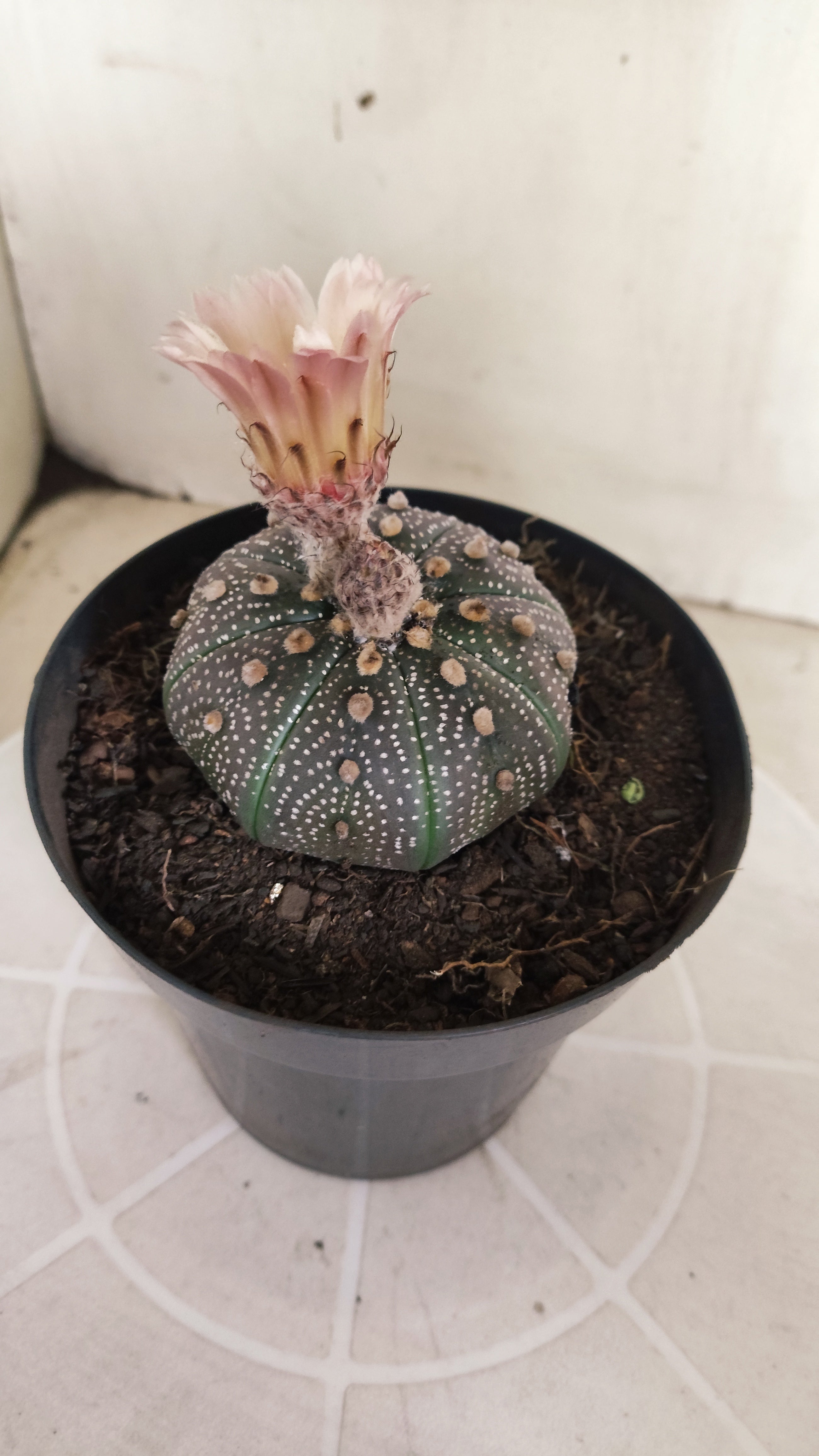 ASTROPHYTUM ASTERIAS “Purple - Akabana”  Nº 1395 – vaso 15