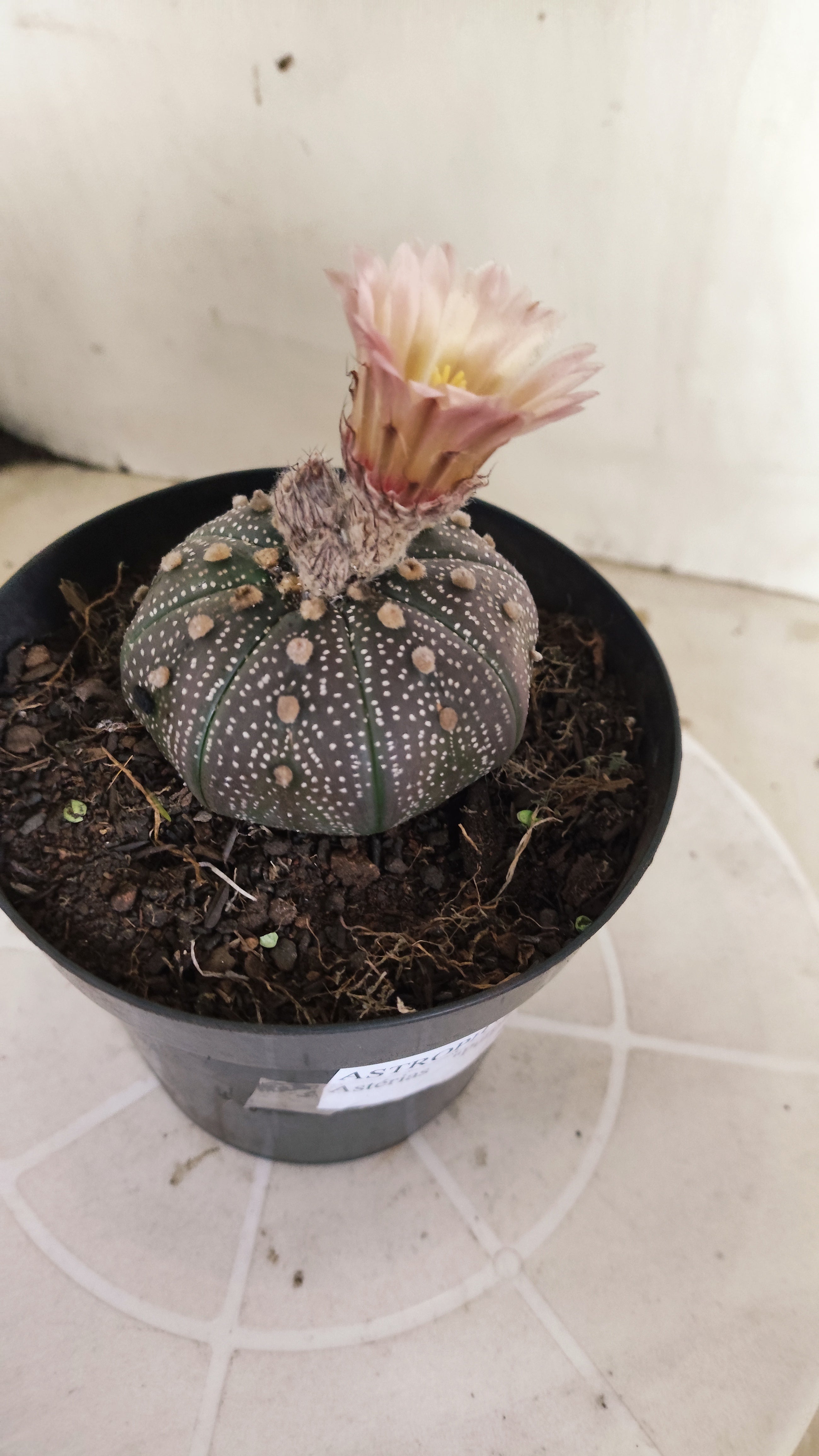 ASTROPHYTUM ASTERIAS “Purple - Akabana”  Nº 1395 – vaso 15