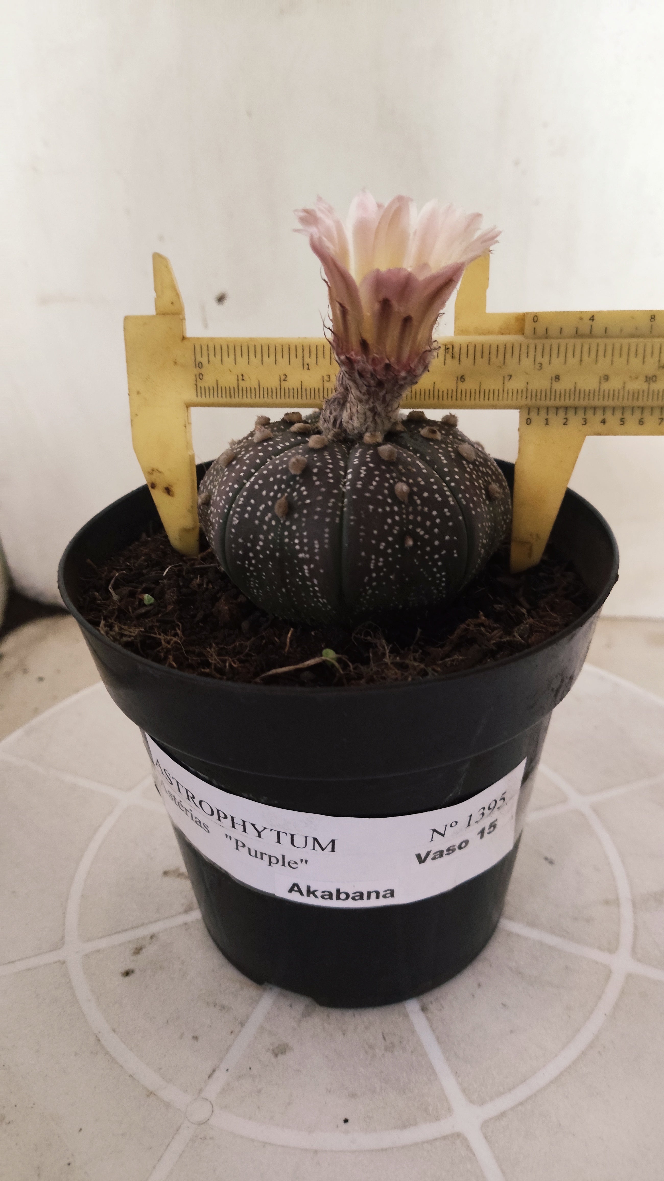 ASTROPHYTUM ASTERIAS “Purple - Akabana”  Nº 1395 – vaso 15