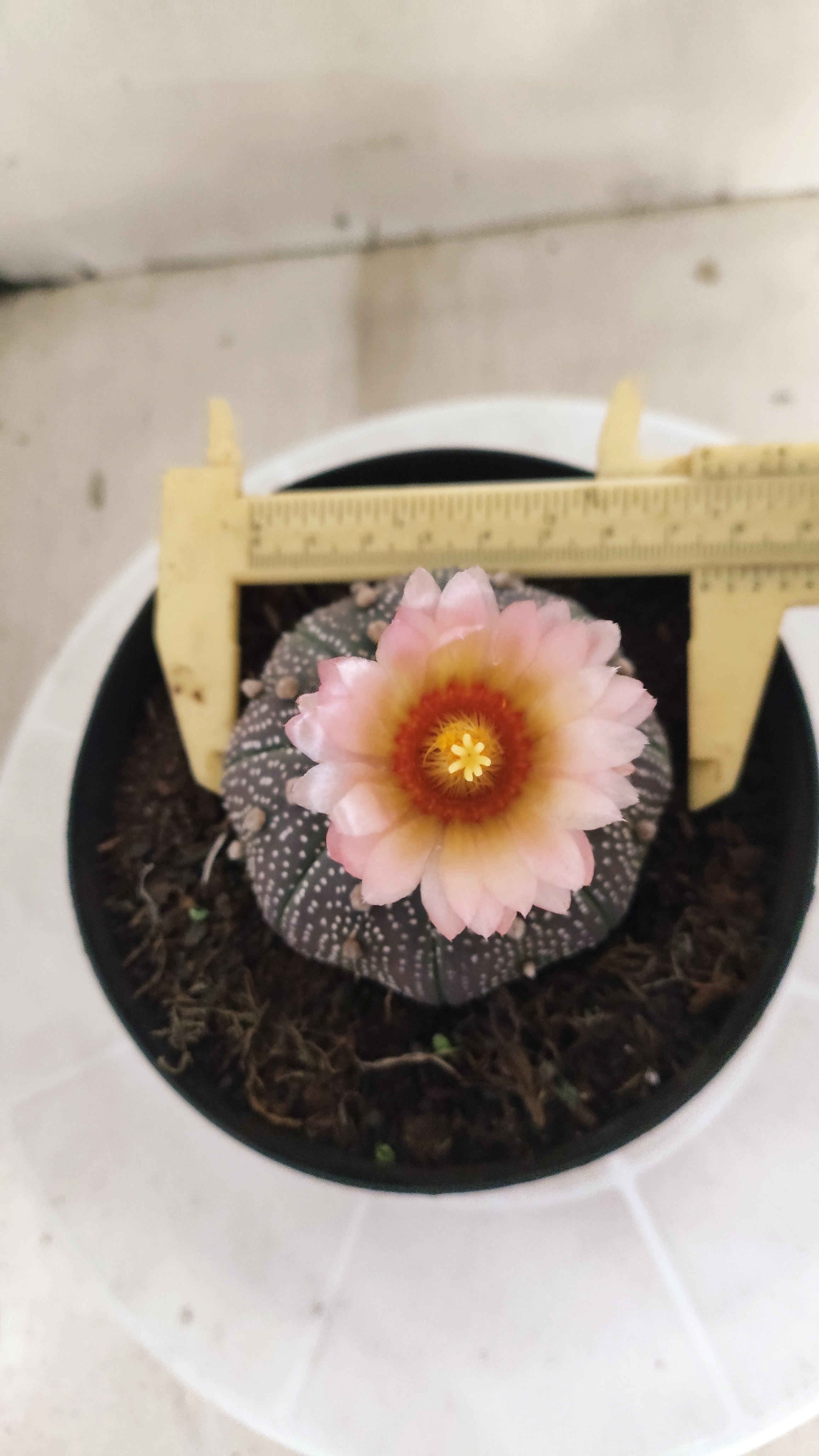 ASTROPHYTUM ASTERIAS “Purple - Akabana”  Nº 1395 – vaso 15