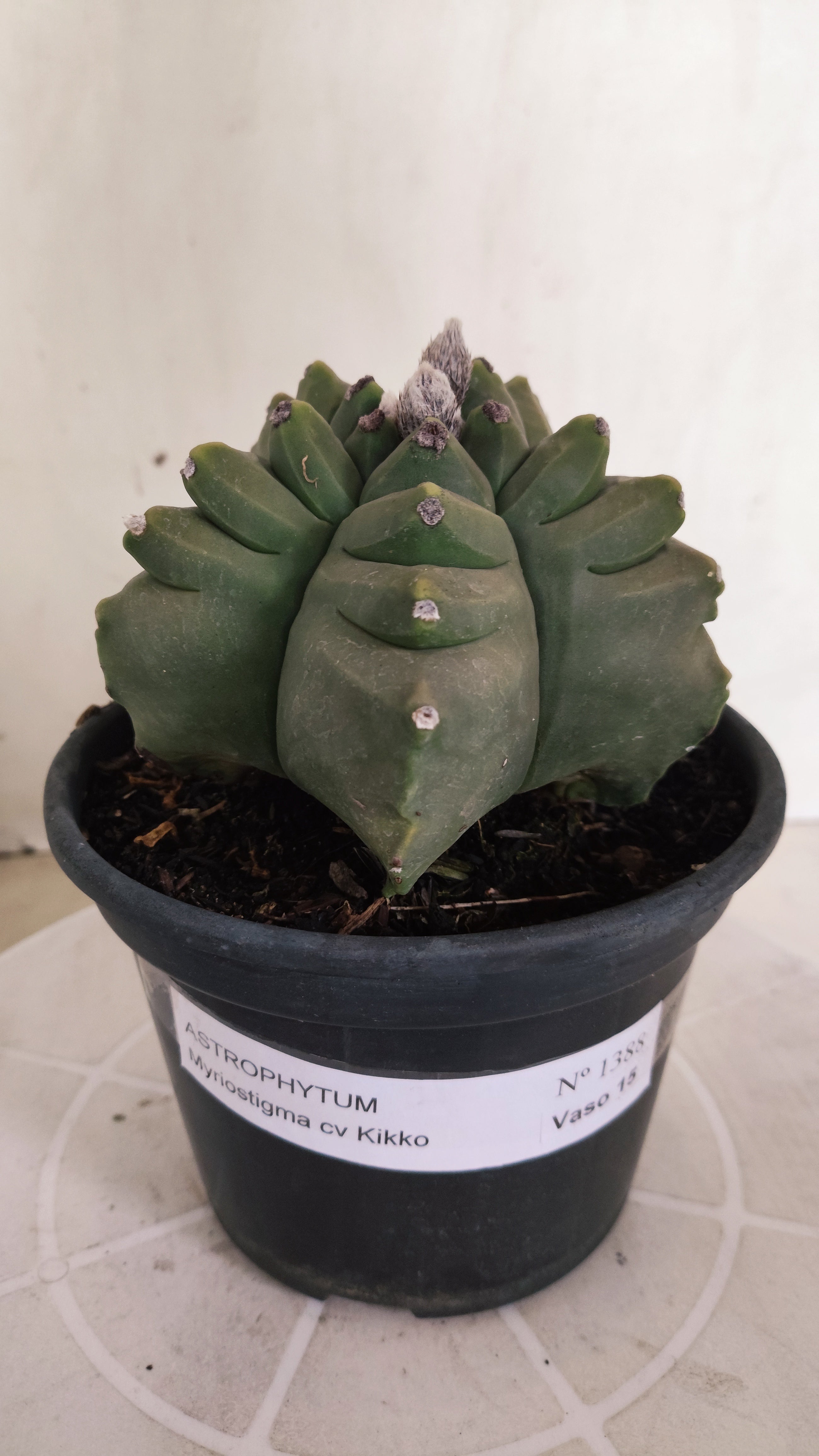 MATRIZ ASTROPHYTUM cv KIKKO  Nº 1388  – vaso 15
