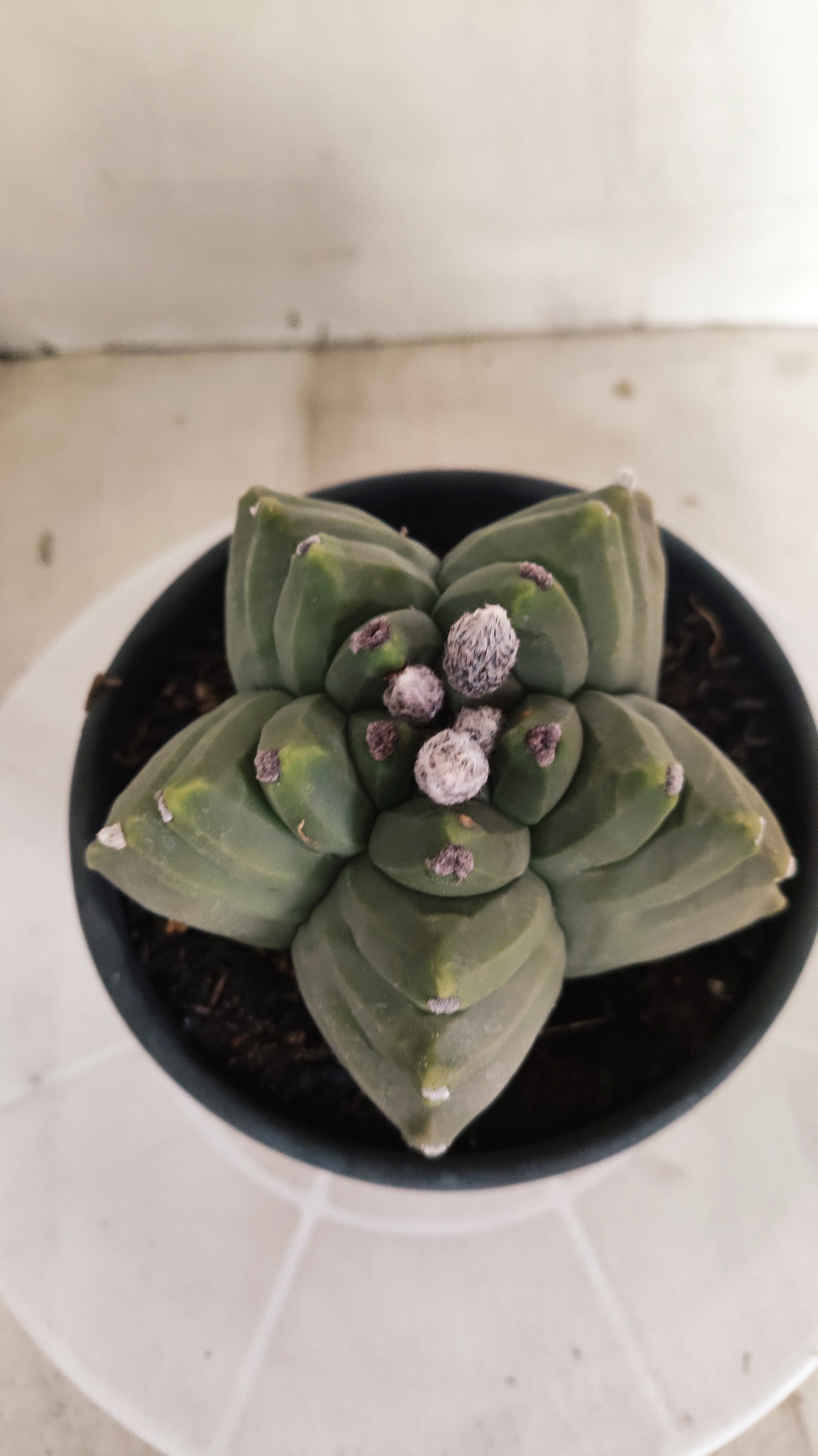 MATRIZ ASTROPHYTUM cv KIKKO  Nº 1388  – vaso 15