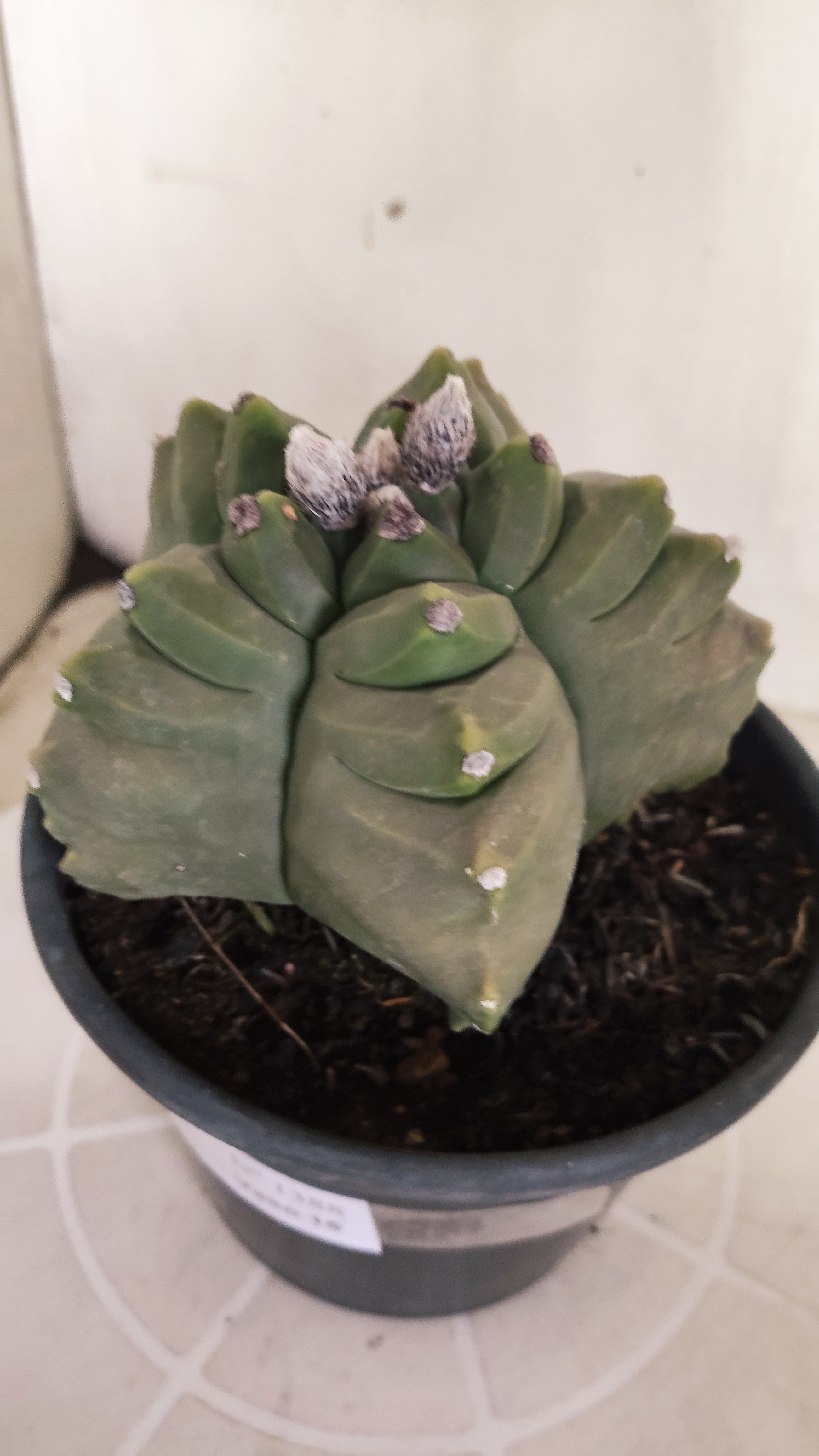 MATRIZ ASTROPHYTUM cv KIKKO  Nº 1388  – vaso 15
