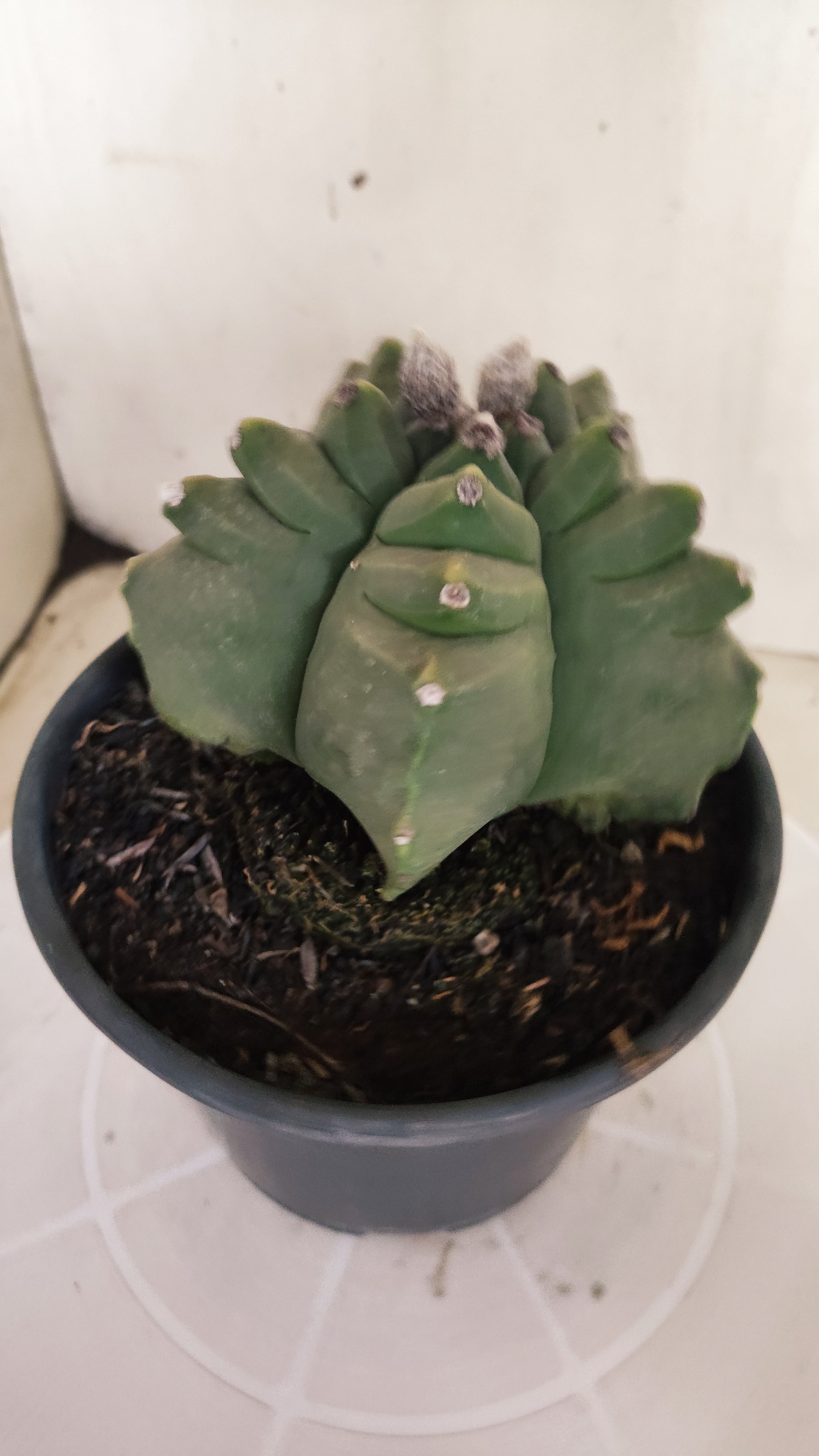 MATRIZ ASTROPHYTUM cv KIKKO  Nº 1388  – vaso 15