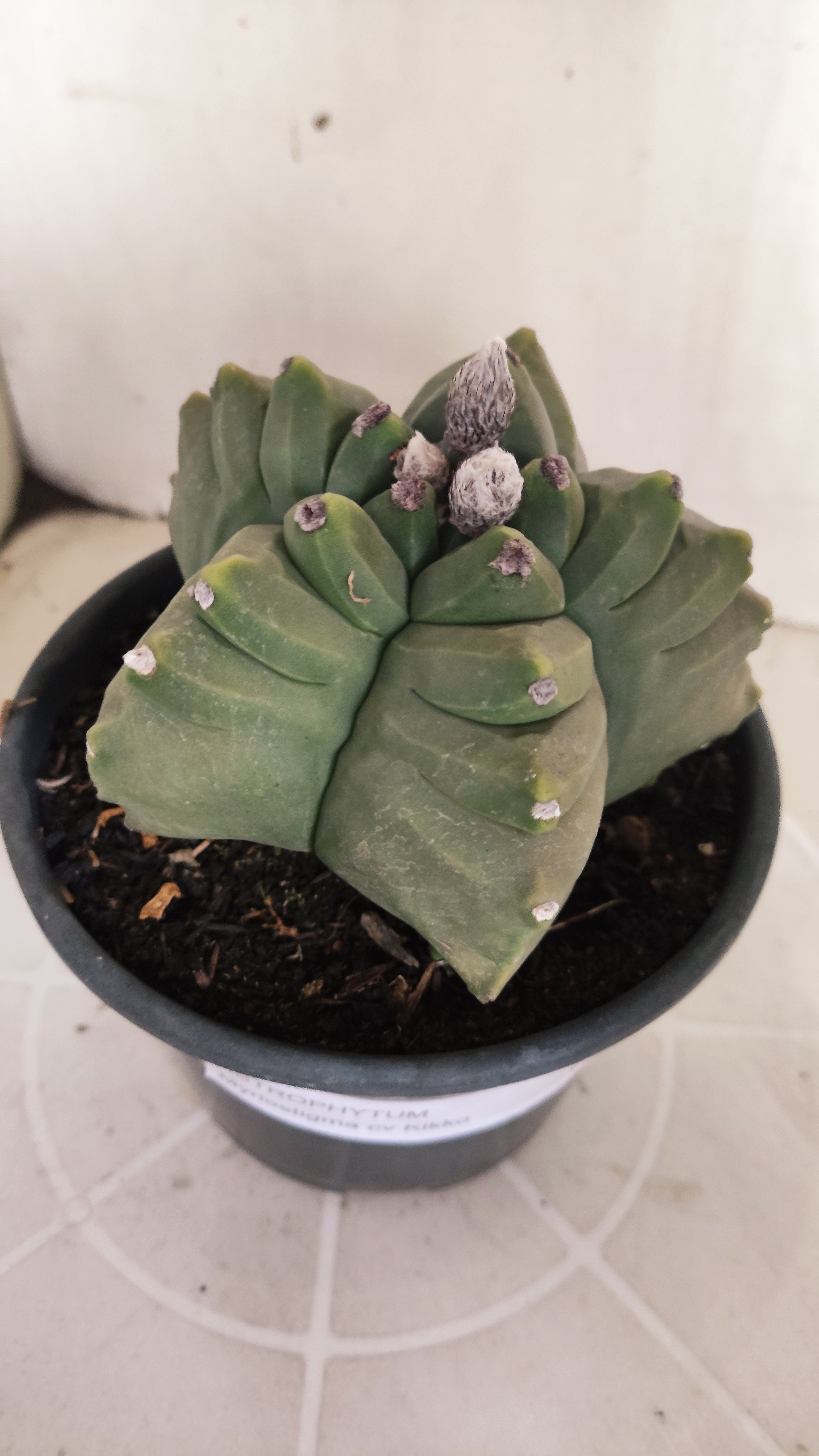 MATRIZ ASTROPHYTUM cv KIKKO  Nº 1388  – vaso 15