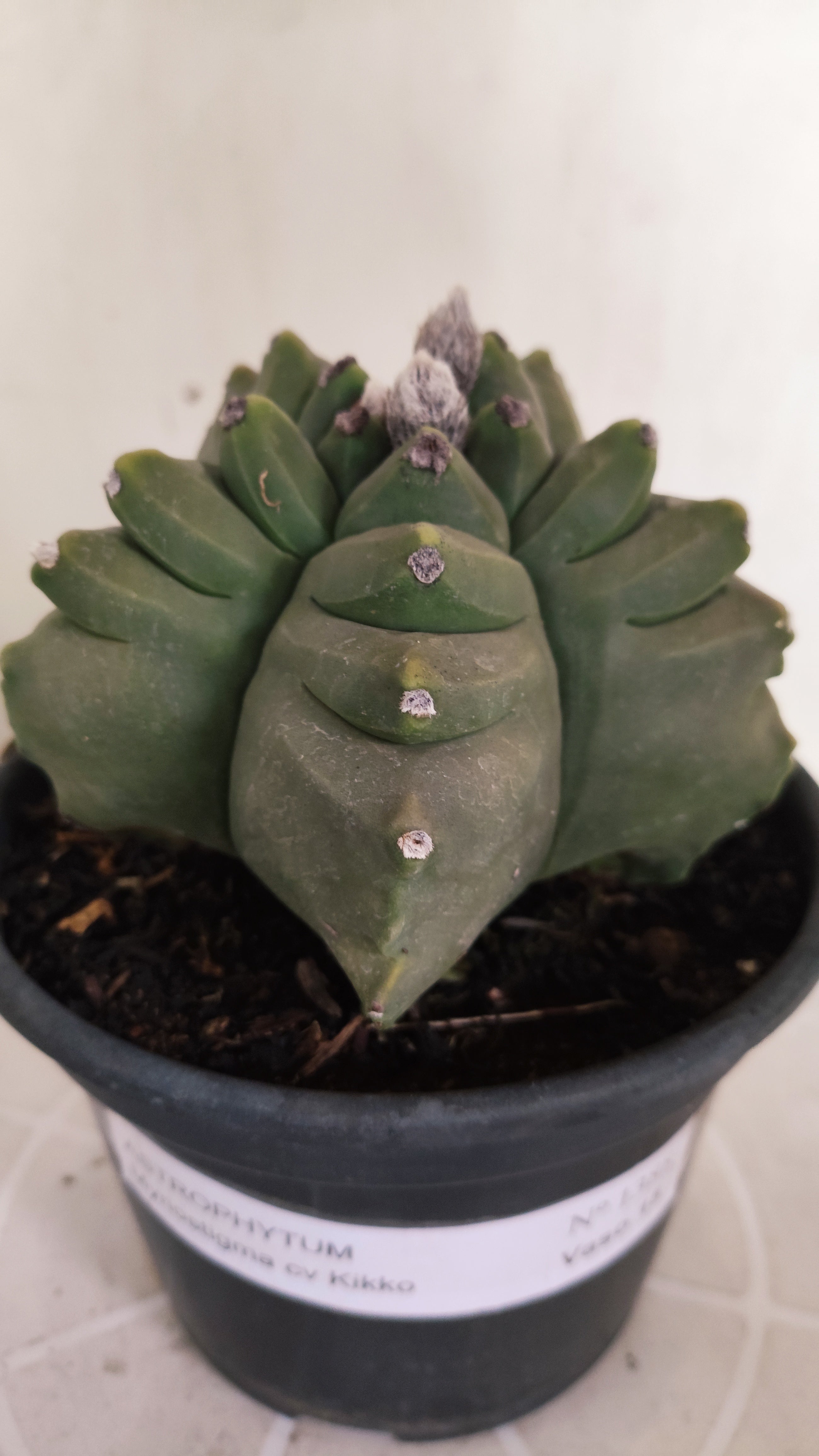 MATRIZ ASTROPHYTUM cv KIKKO  Nº 1388  – vaso 15