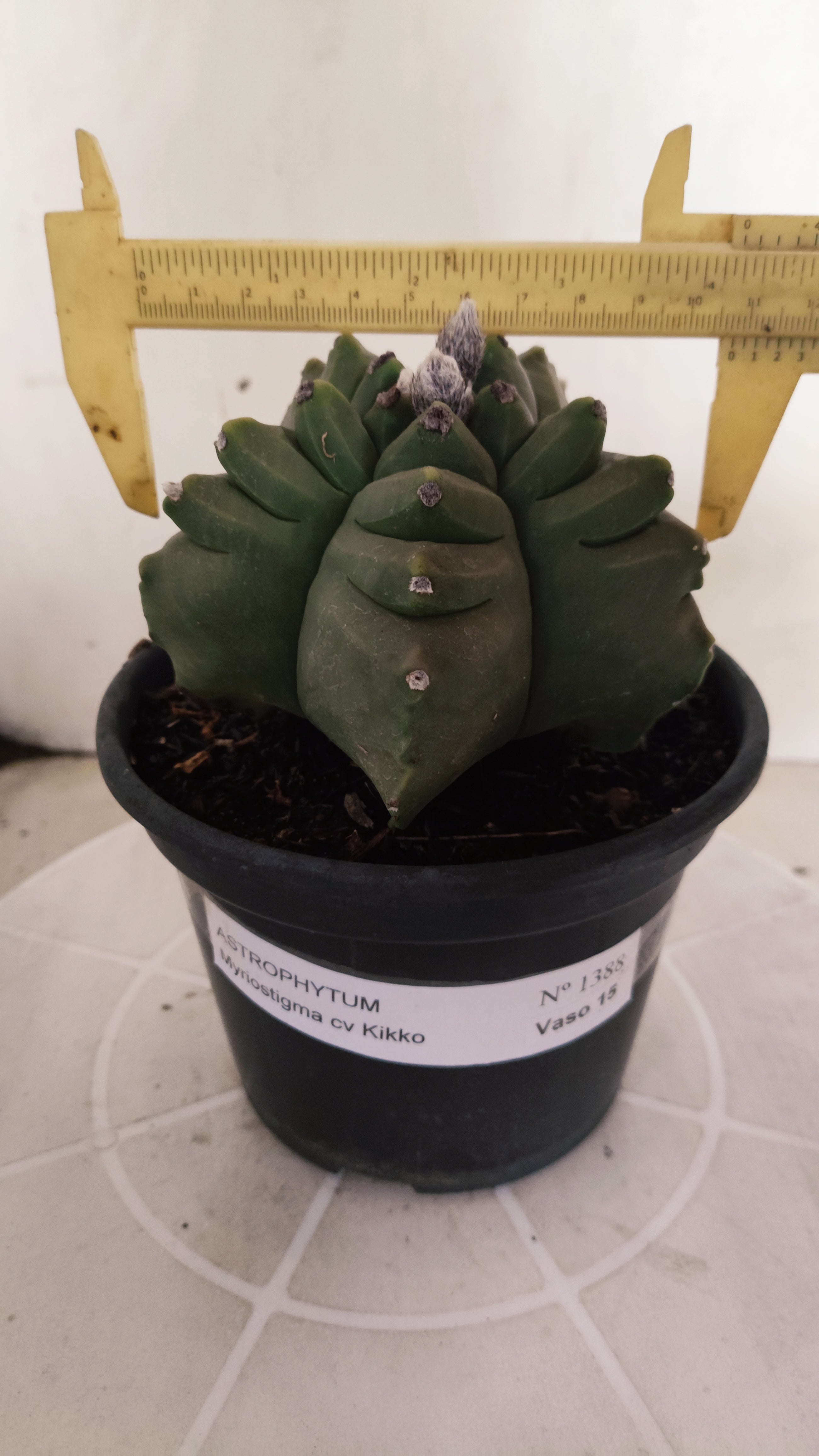 MATRIZ ASTROPHYTUM cv KIKKO  Nº 1388  – vaso 15