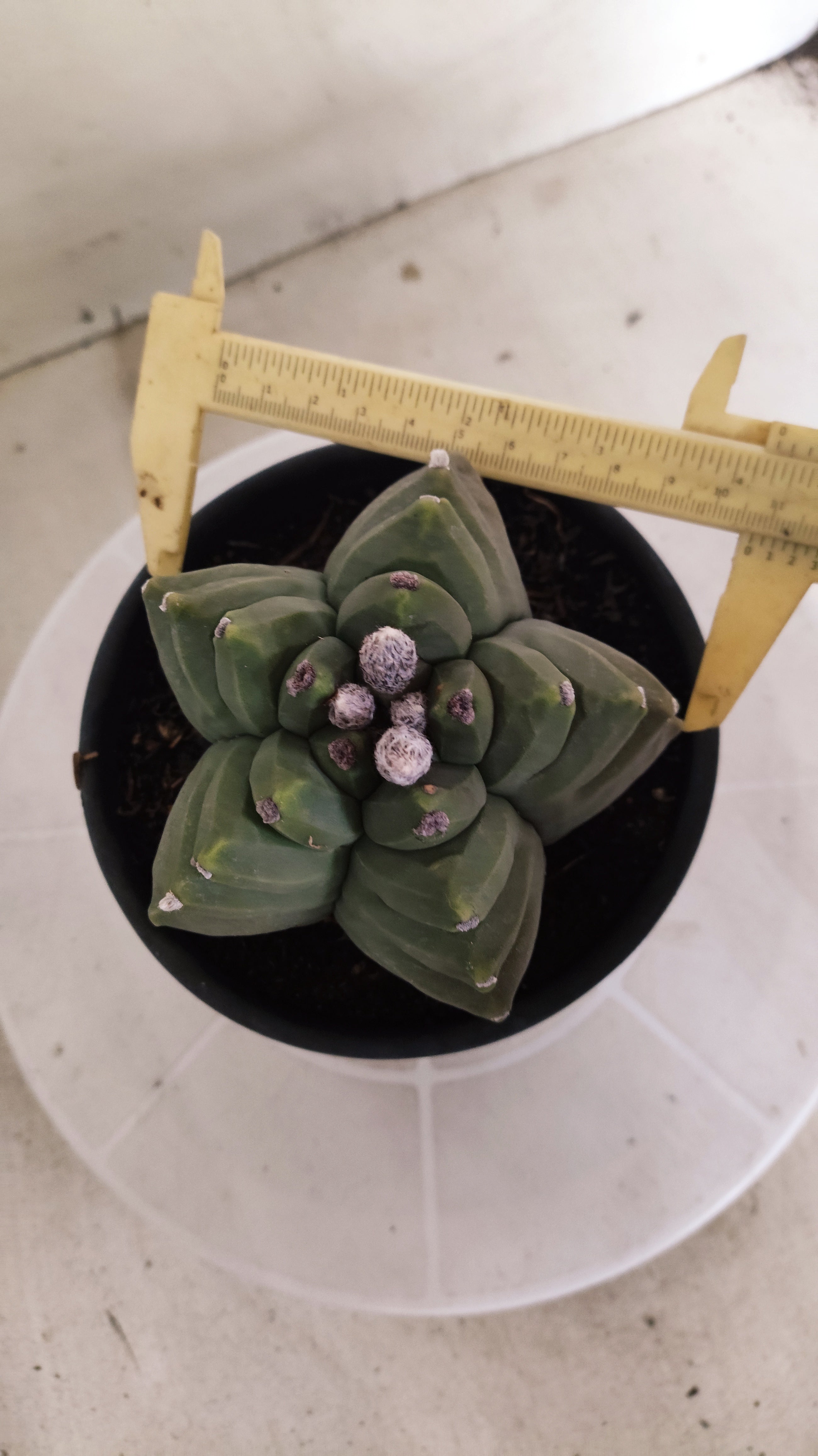 MATRIZ ASTROPHYTUM cv KIKKO  Nº 1388  – vaso 15